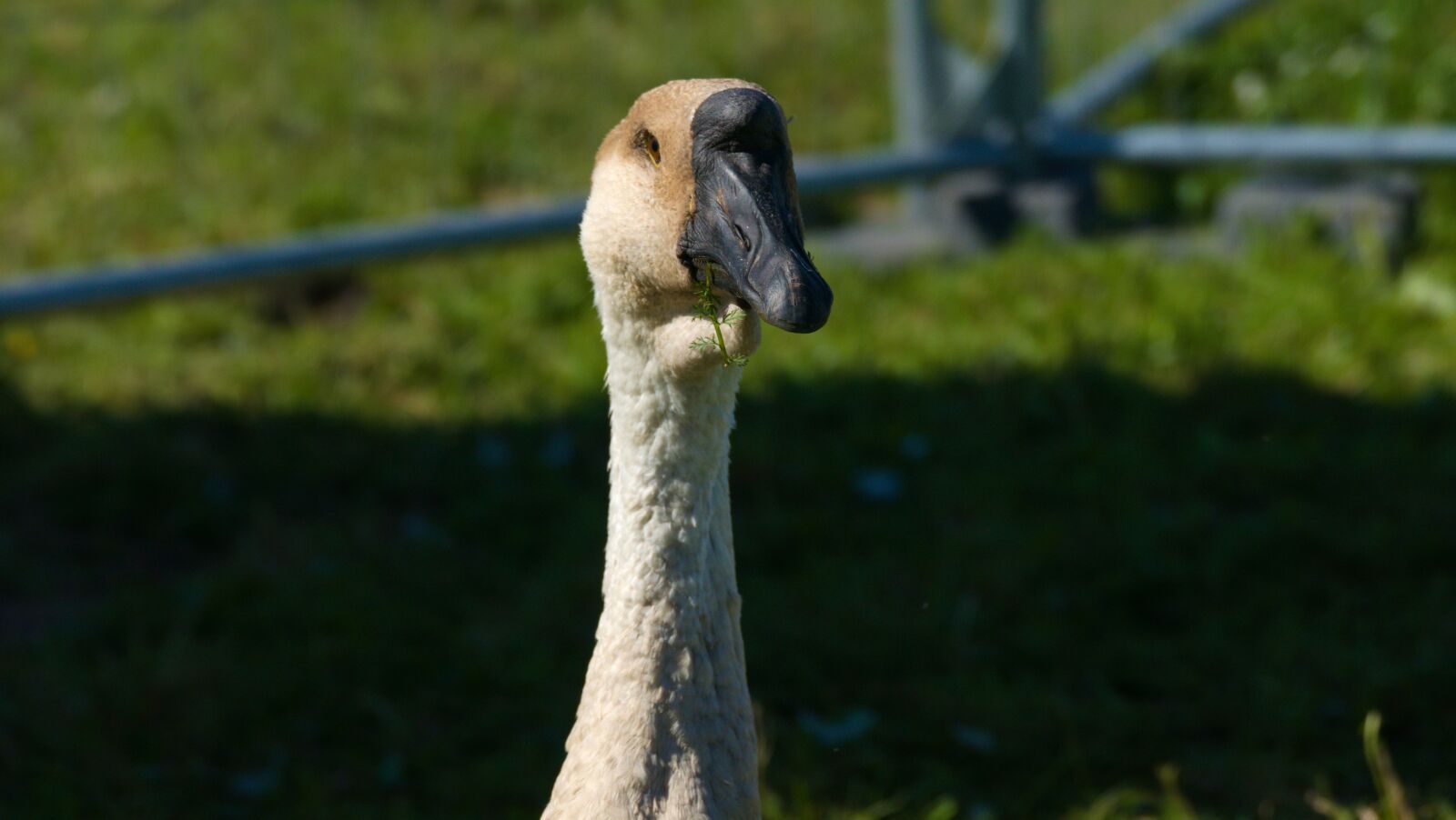 Panasonic Lumix DMC-FZ1000 sample photo. Goose, feathers, poultry photography