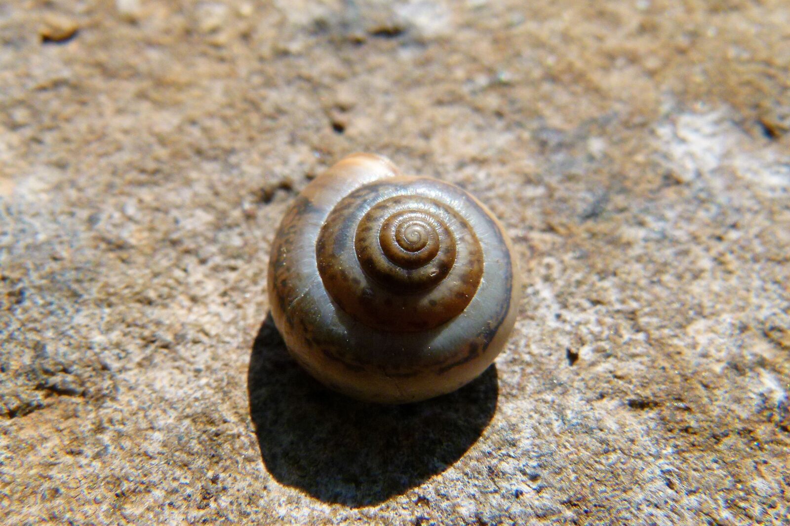 Leica V-Lux 2 sample photo. Exoskeleton, snail, spiral photography