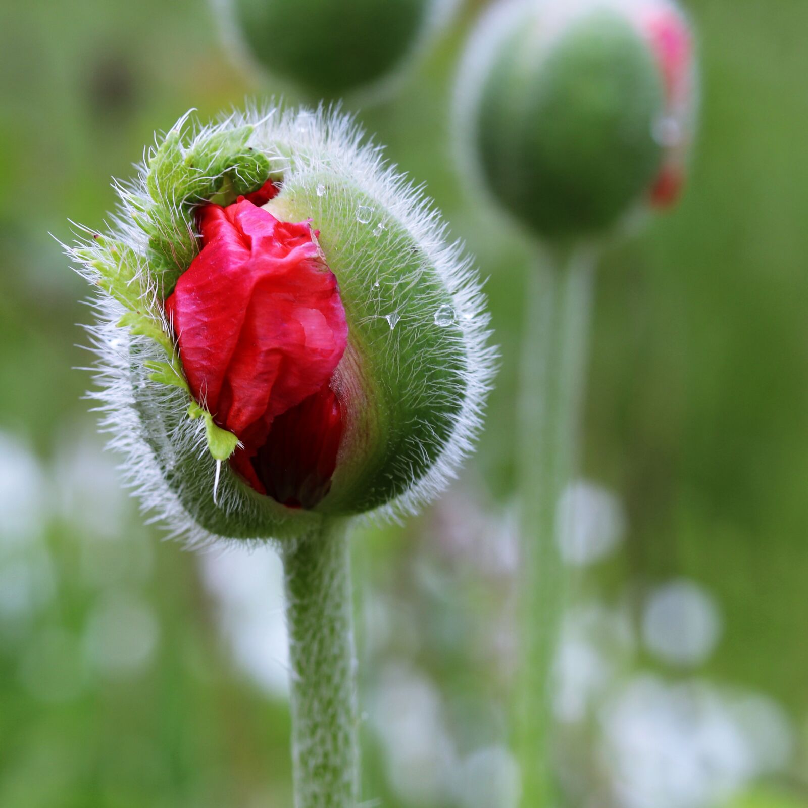 Canon EOS 200D (EOS Rebel SL2 / EOS Kiss X9) sample photo. Mack, nature, bud photography