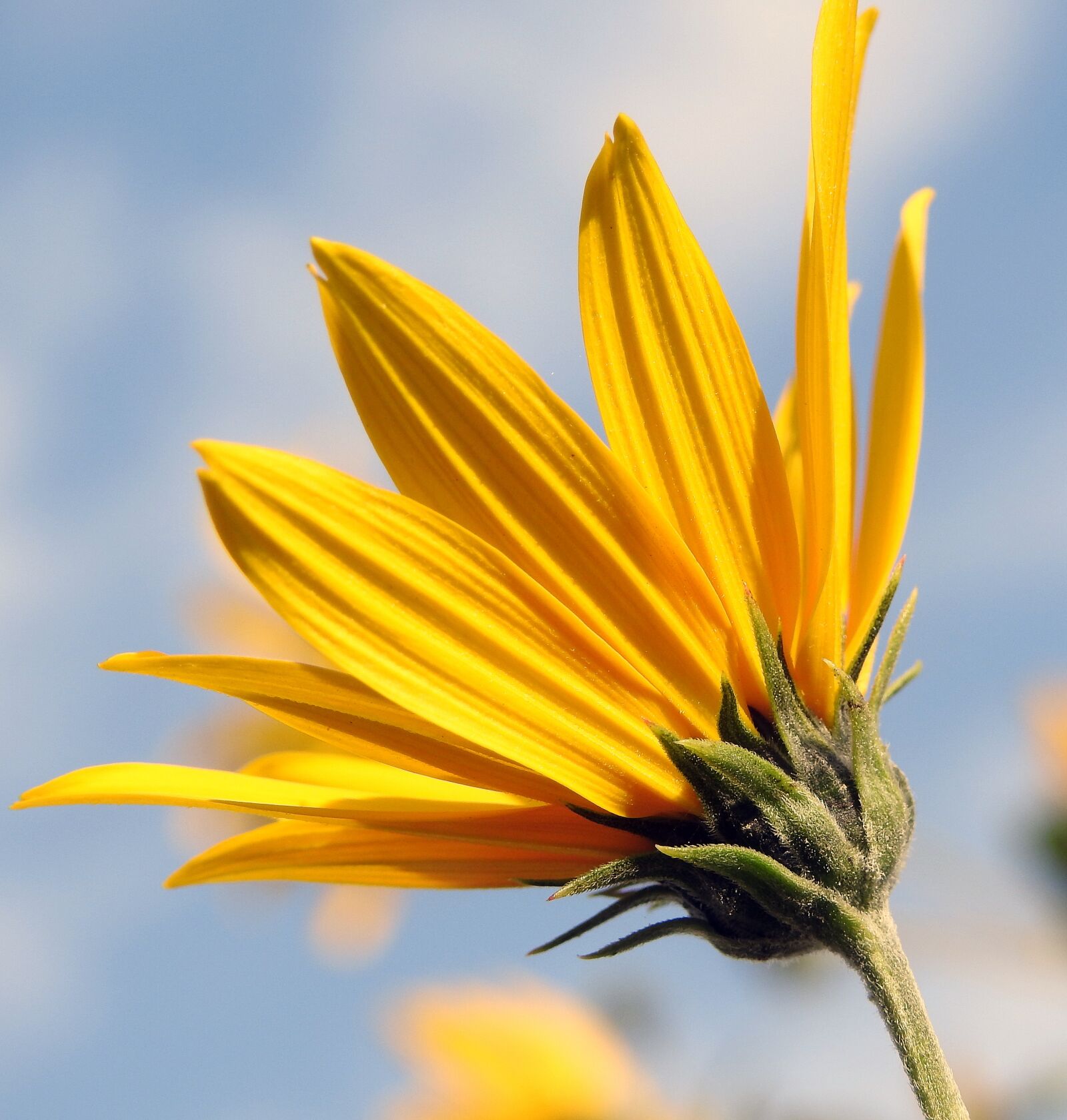 Nikon Coolpix P900 sample photo. S oneczniczka, yellow flower photography
