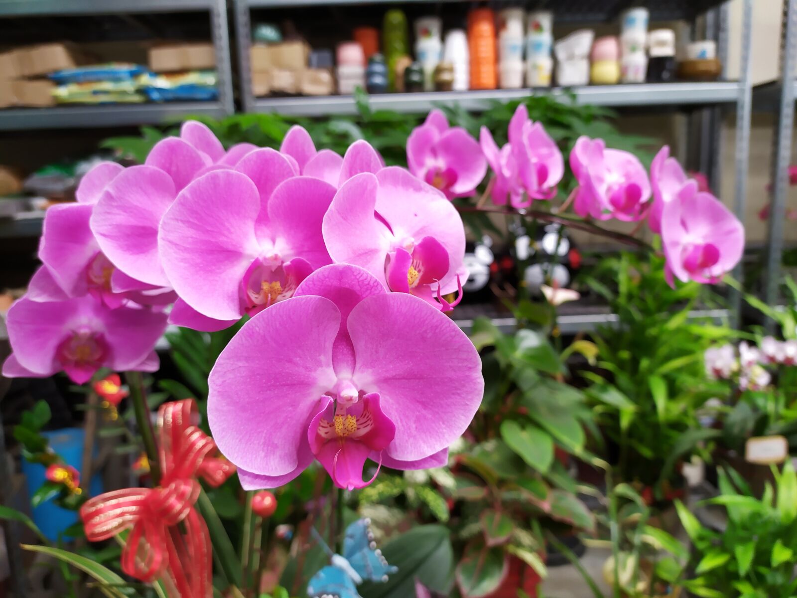 Xiaomi Redmi Note 7 sample photo. Orchid, plant, flowers photography
