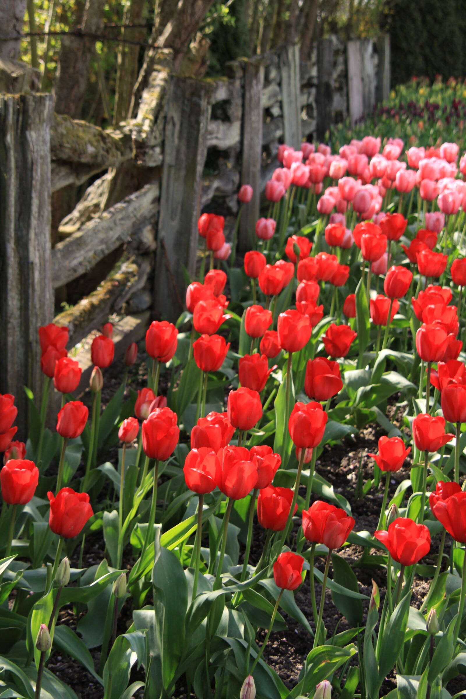 Canon EOS 50D sample photo. Tulips, fence, flowers photography