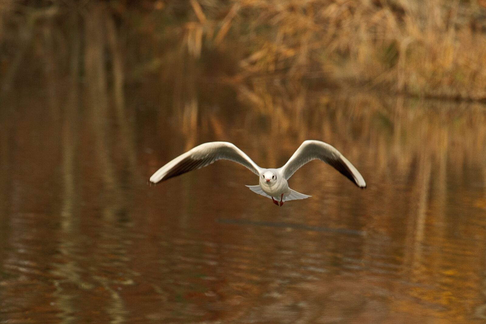 Canon EOS 7D Mark II sample photo. Birds, ali, flight photography