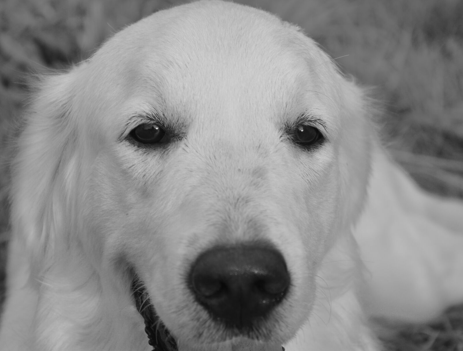 Nikon D5200 sample photo. Dog, portrait, eyes photography