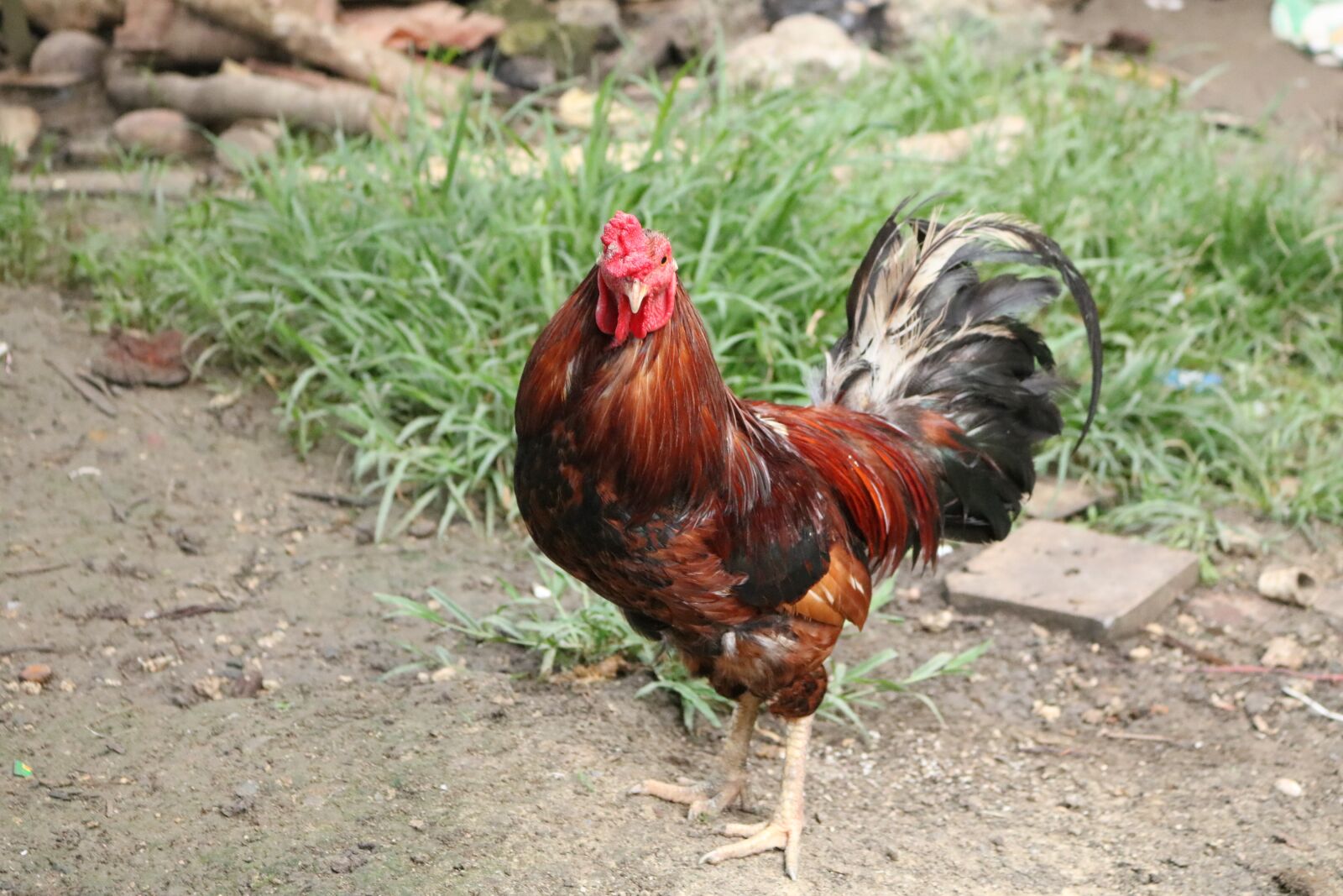 Canon EOS 750D (EOS Rebel T6i / EOS Kiss X8i) sample photo. Rooster, chicken, animal photography
