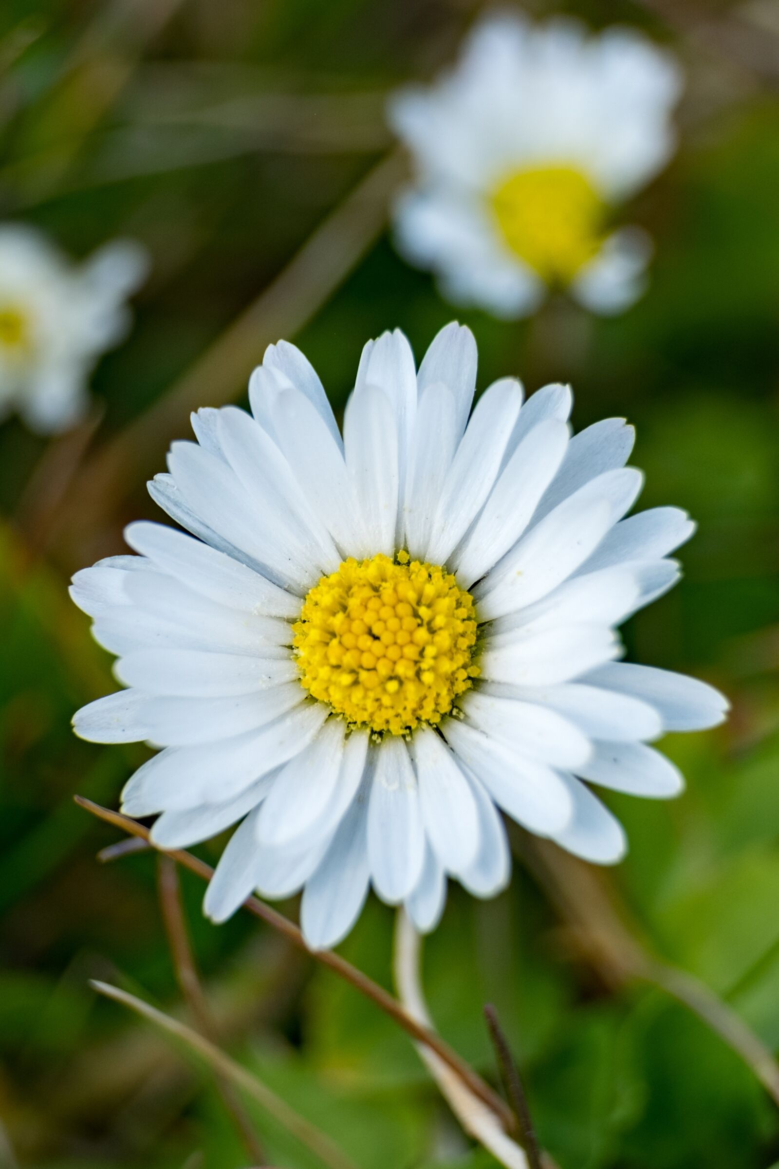 Fujifilm XF 55-200mm F3.5-4.8 R LM OIS sample photo. Daisy, flower, spring photography