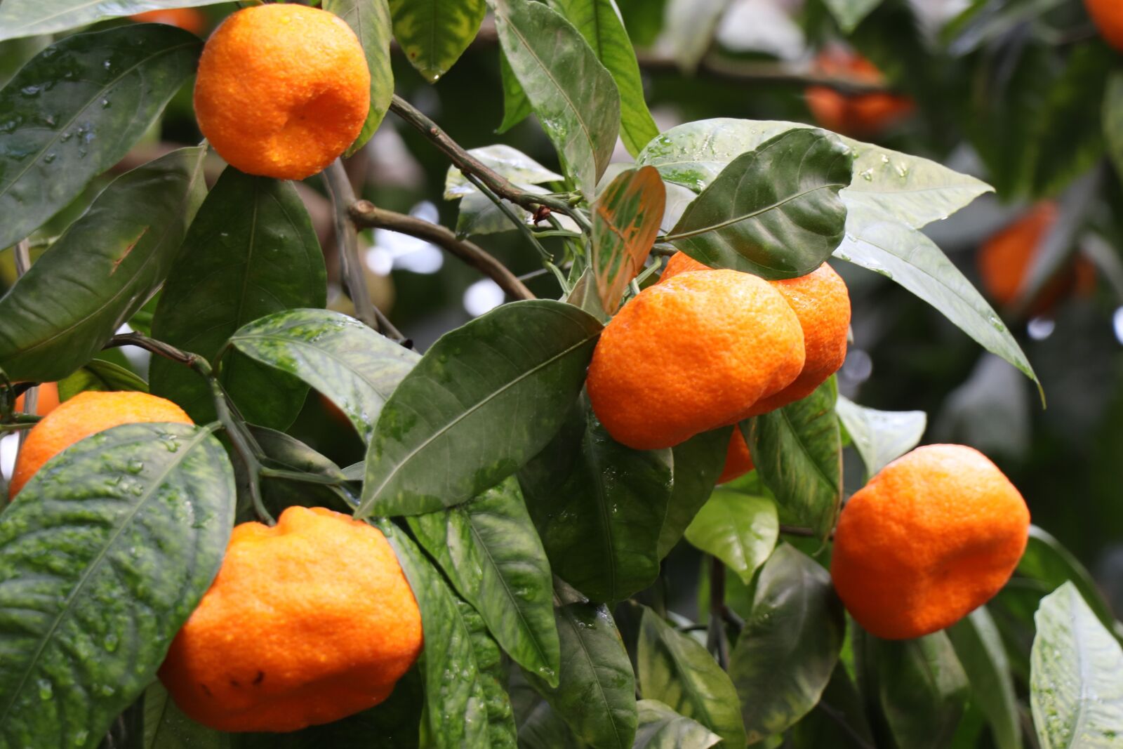 Canon EOS 77D (EOS 9000D / EOS 770D) sample photo. Mandarins, tangerine, citrus photography