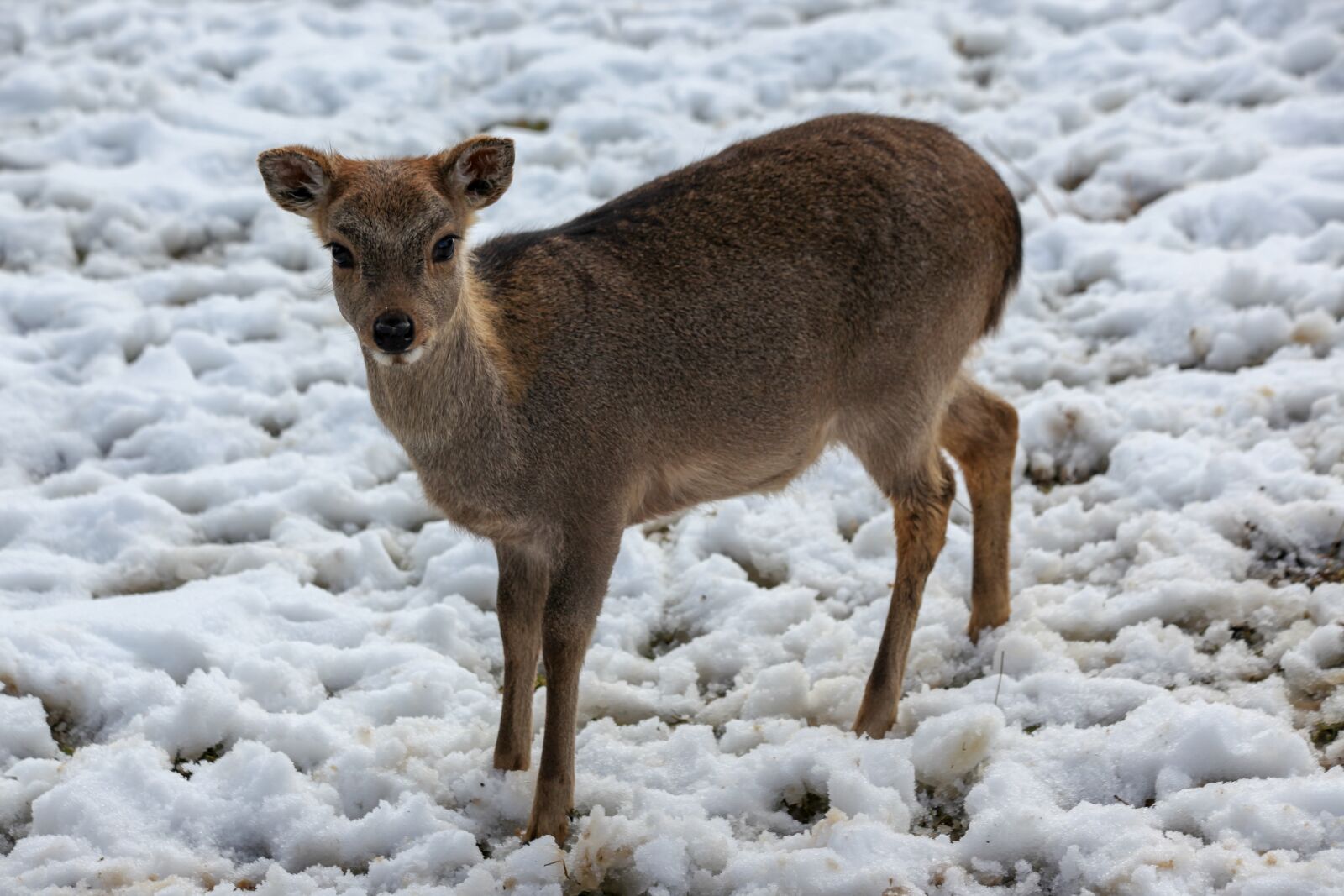 Canon EOS 5D Mark II + Canon EF 70-300mm F4-5.6 IS USM sample photo. Roe deer, winter, snow photography