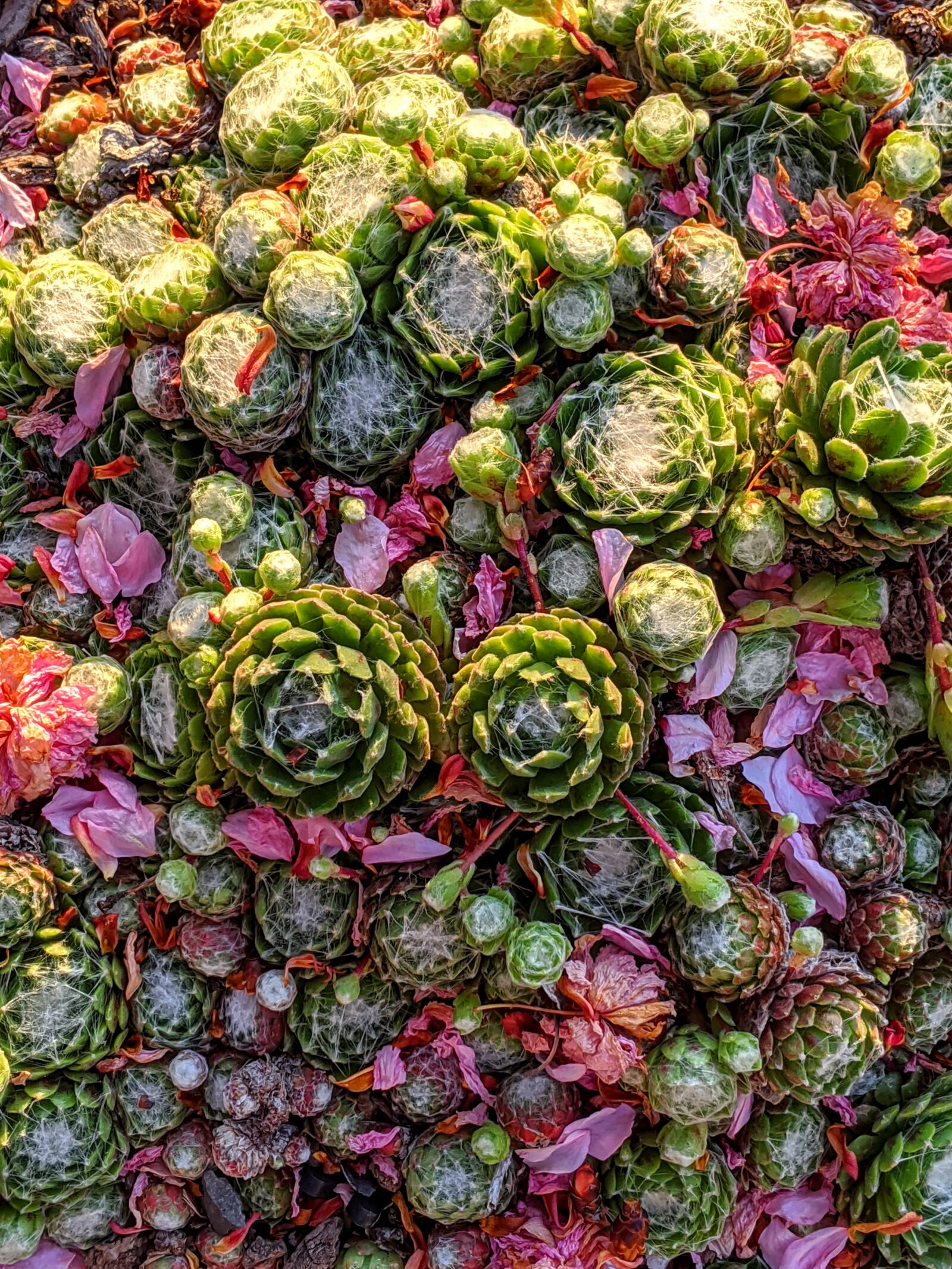 Google Pixel 3 XL sample photo. Succulents, cactus, garden photography