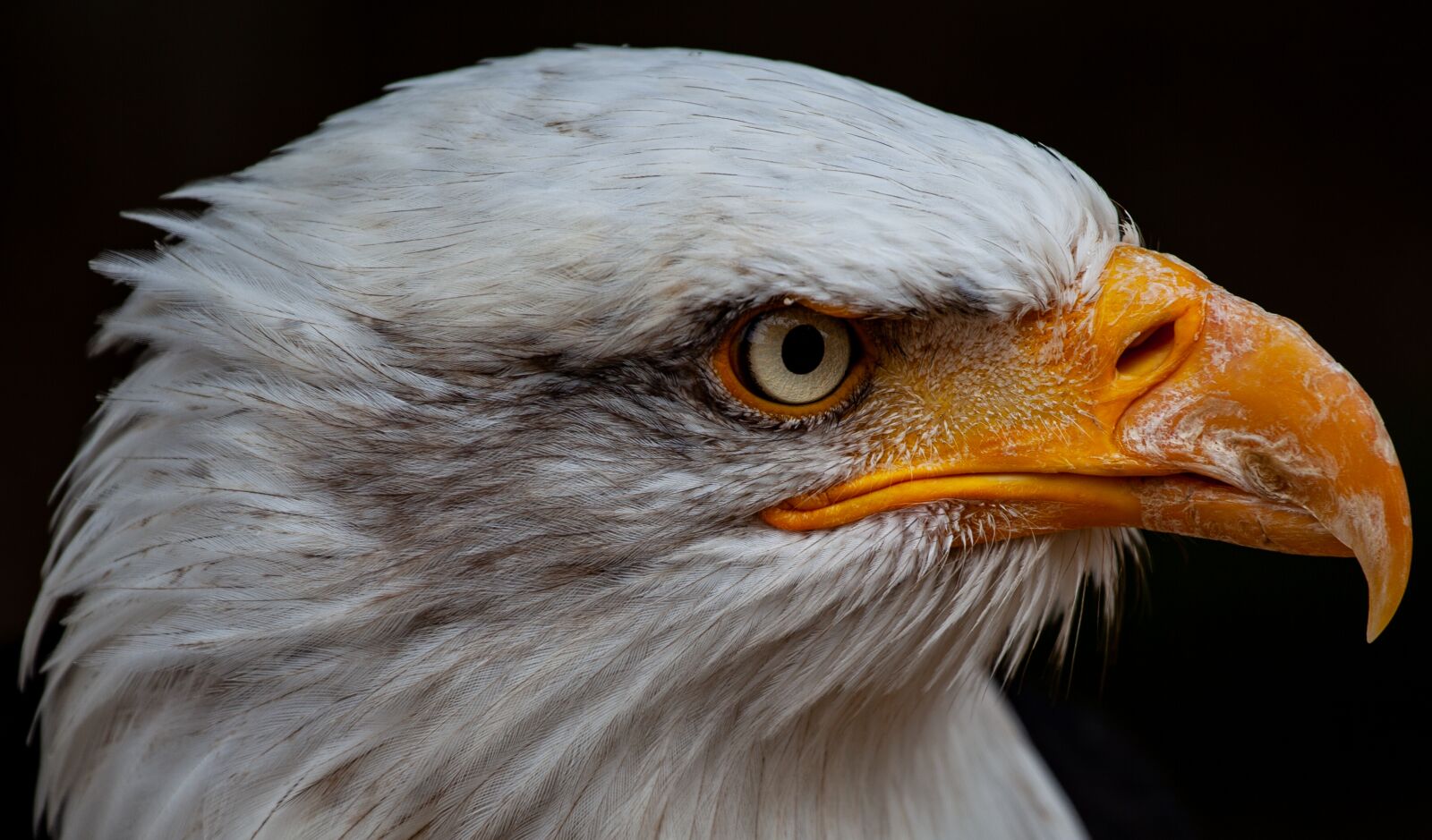 Canon EOS 5D Mark II + Canon EF 70-200mm F4L USM sample photo. Bald eagle, raptor, bird photography
