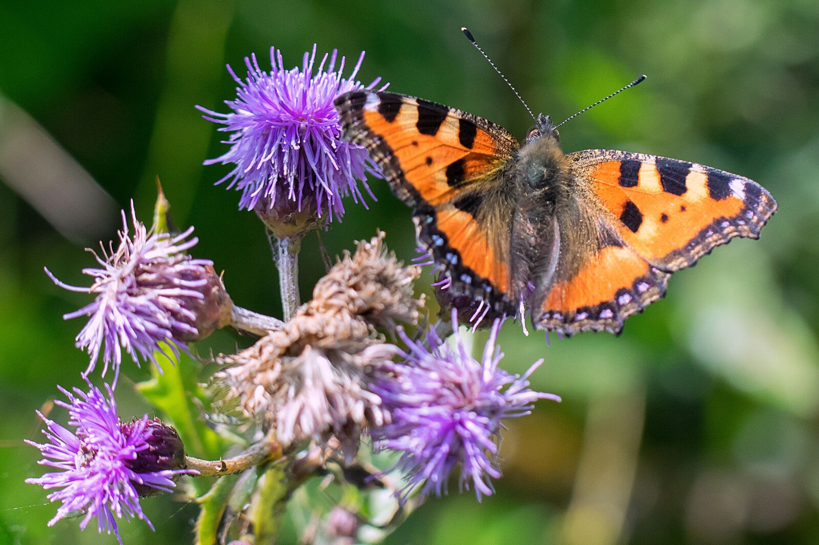 Nikon D3300 sample photo. Butterfly, tortoiseshell, thistle photography