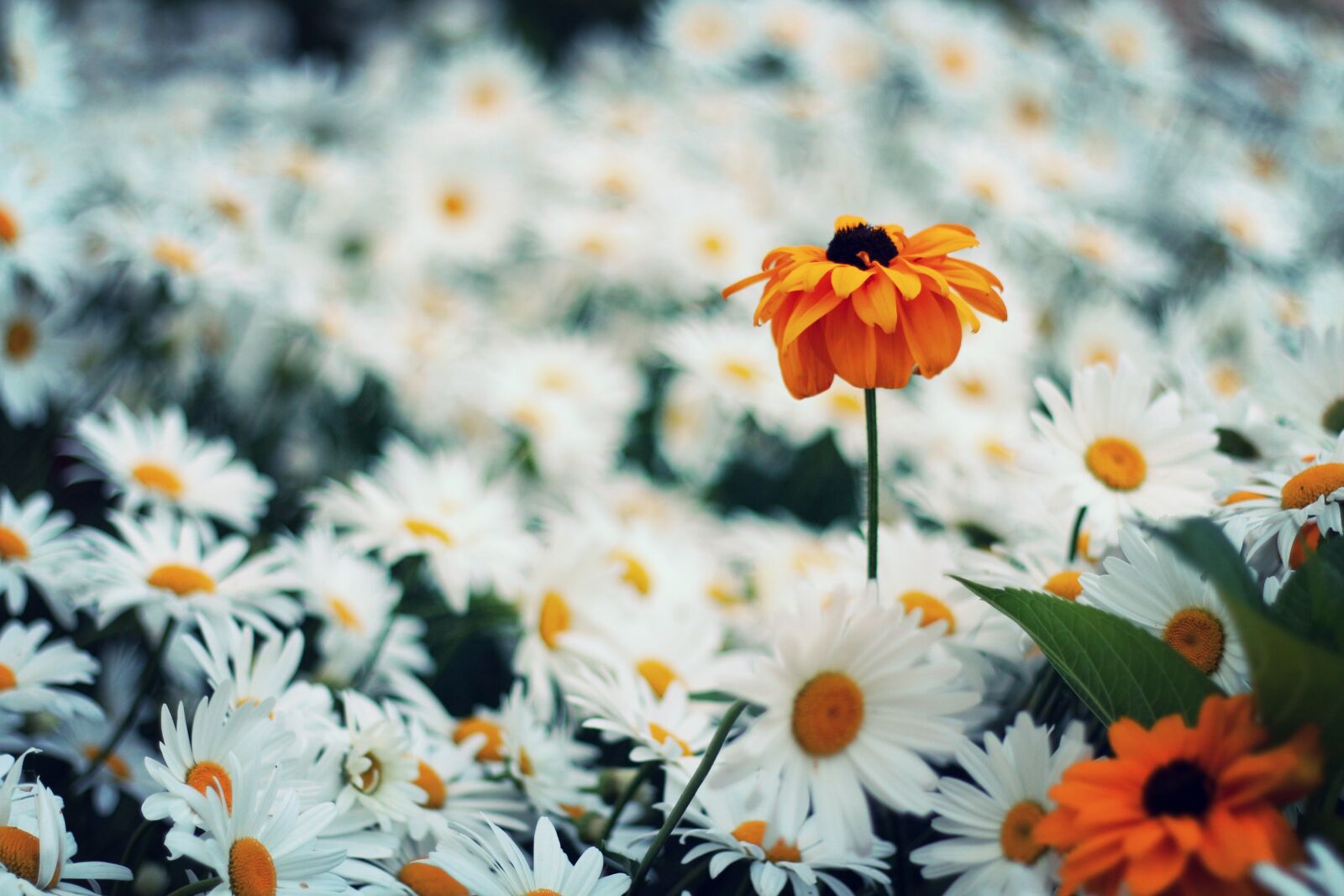 Canon EOS 650D (EOS Rebel T4i / EOS Kiss X6i) + Canon EF 50mm F1.8 II sample photo. Daisy, flower, nature photography