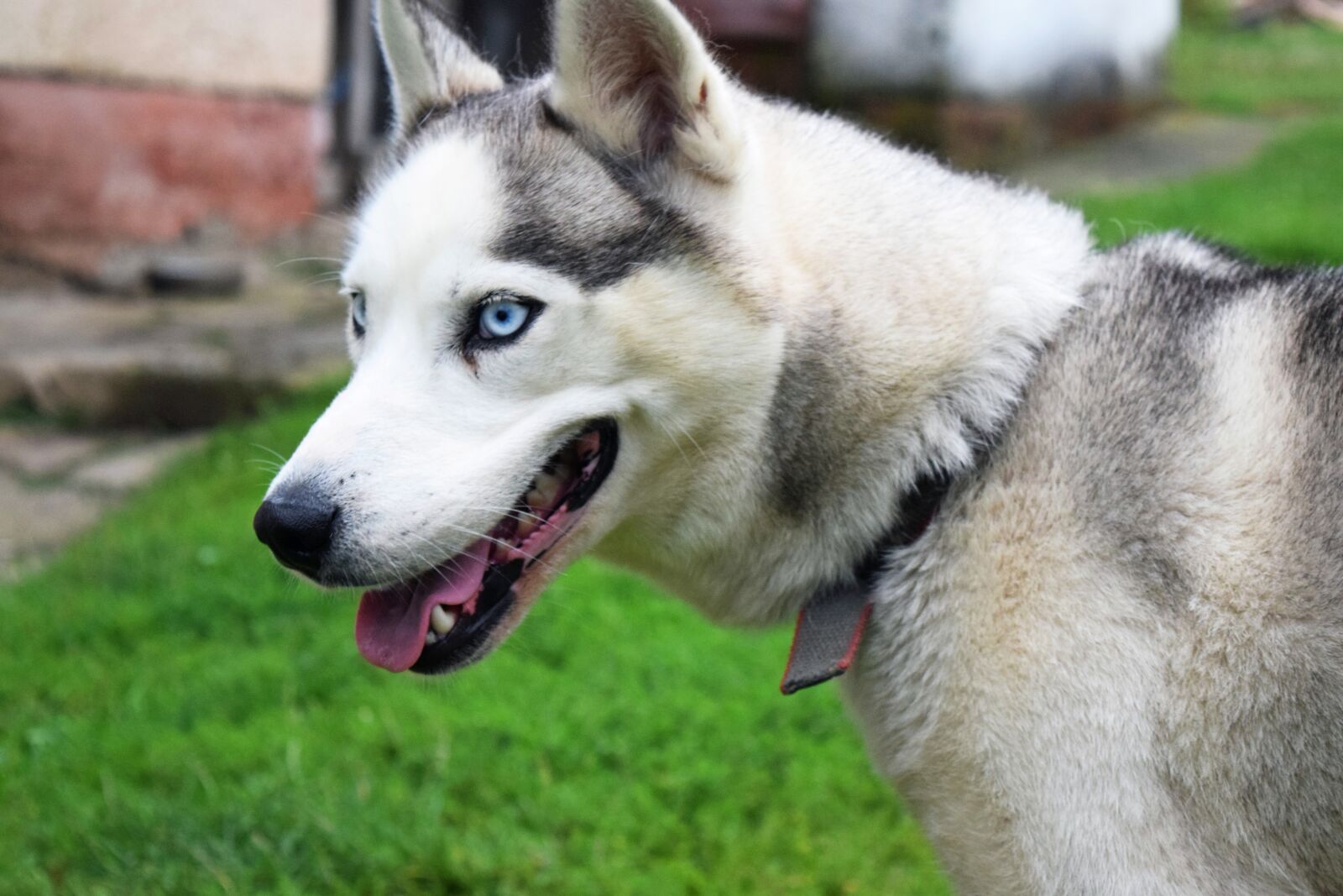 Nikon D5300 sample photo. Dog, husky, animal photography