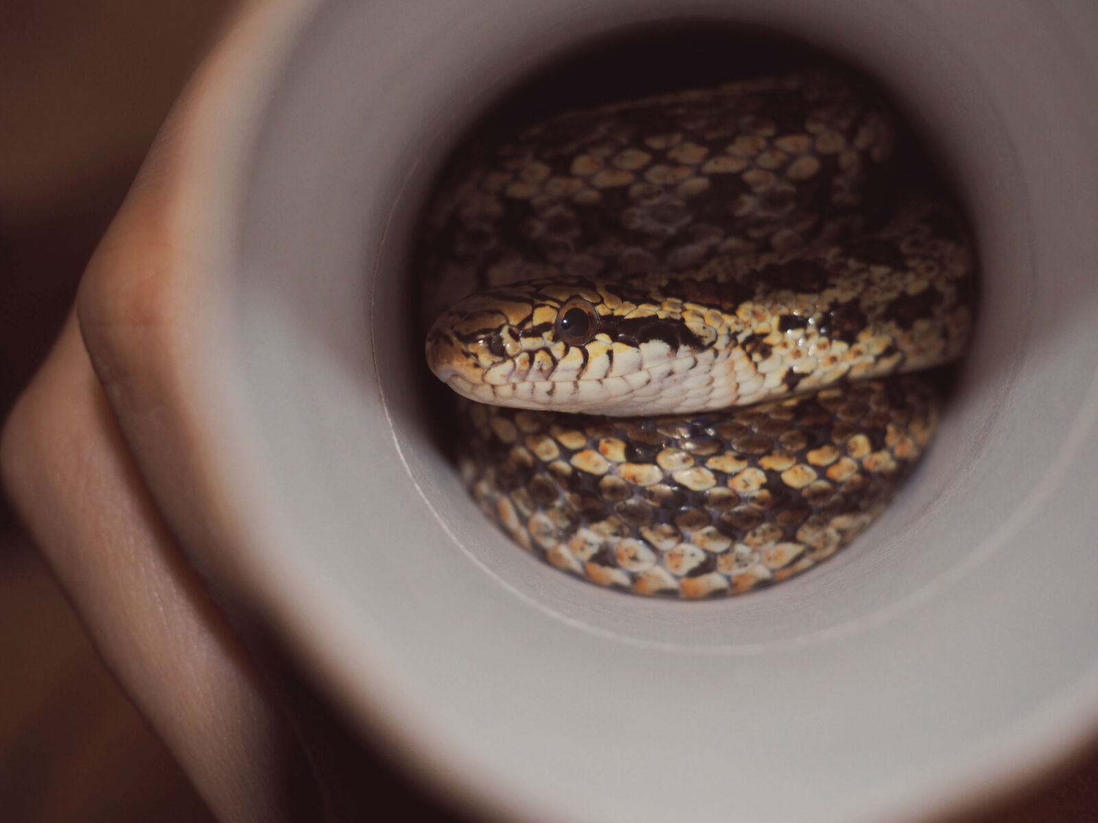 Olympus OM-D E-M10 II sample photo. Animal, animals, pet, reptile photography