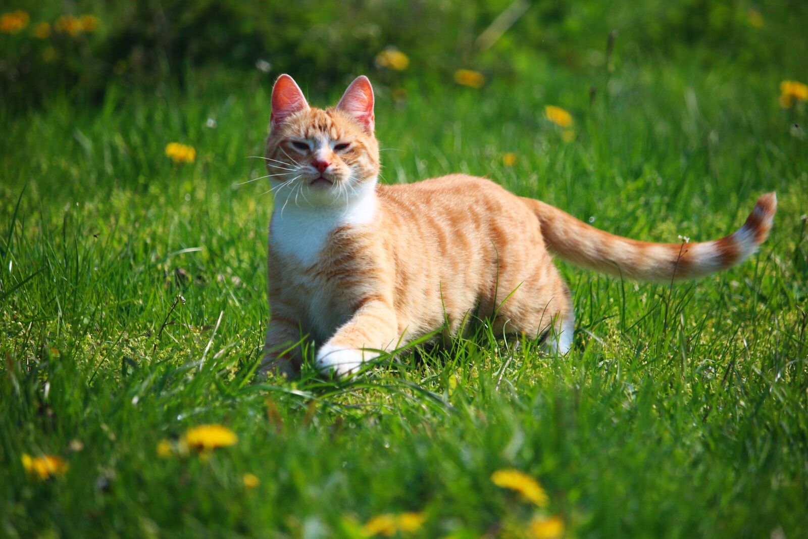 Canon EOS 100D (EOS Rebel SL1 / EOS Kiss X7) sample photo. Cat, kitten, mieze photography