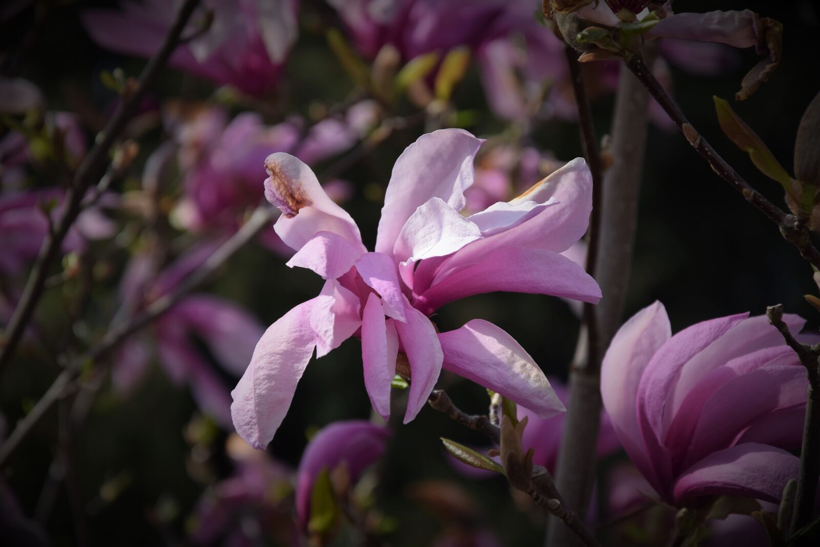 Nikon D5300 sample photo. Spring, magnolia, flower photography