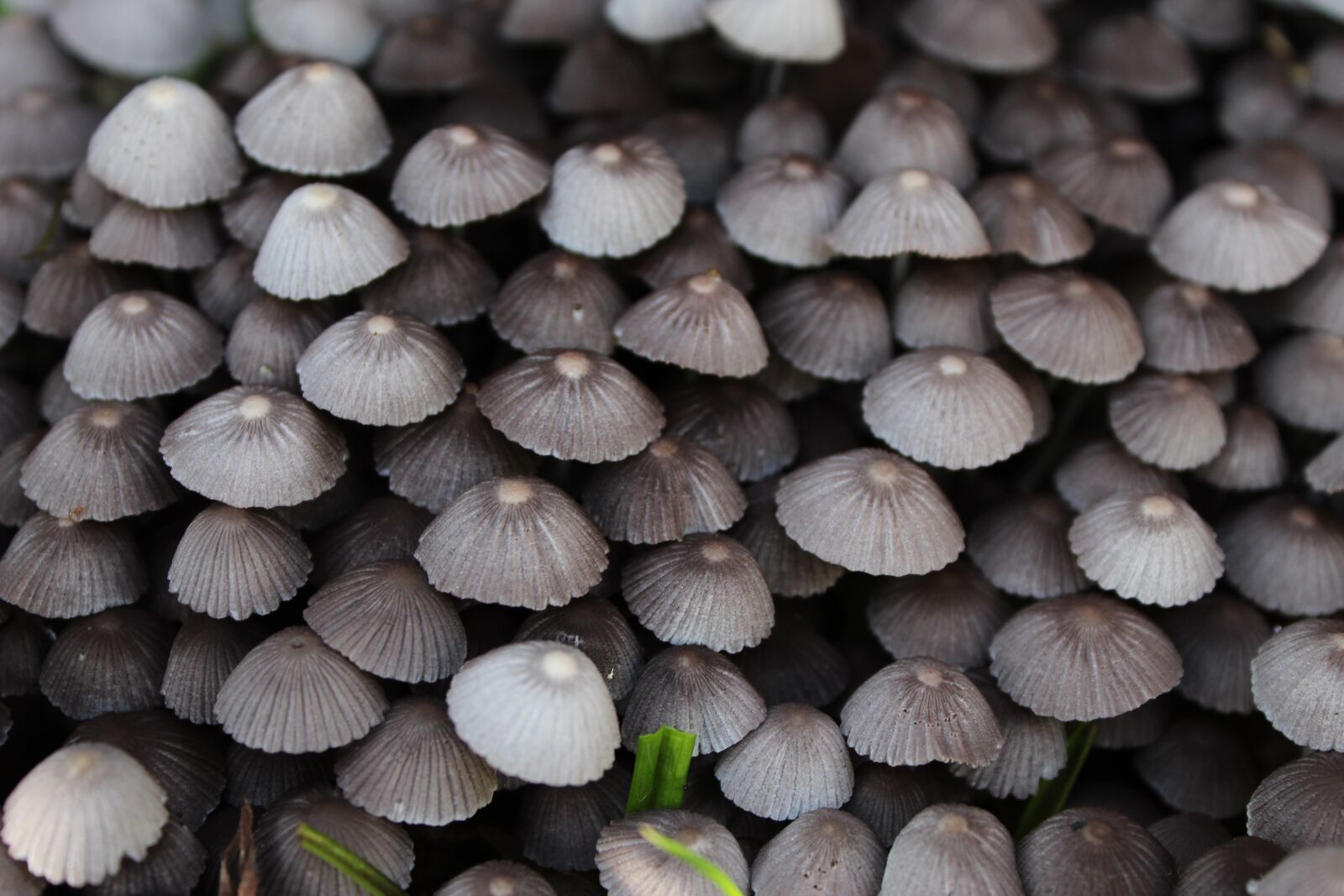 Canon EOS 1300D (EOS Rebel T6 / EOS Kiss X80) sample photo. Closeup, fungi, fungus photography