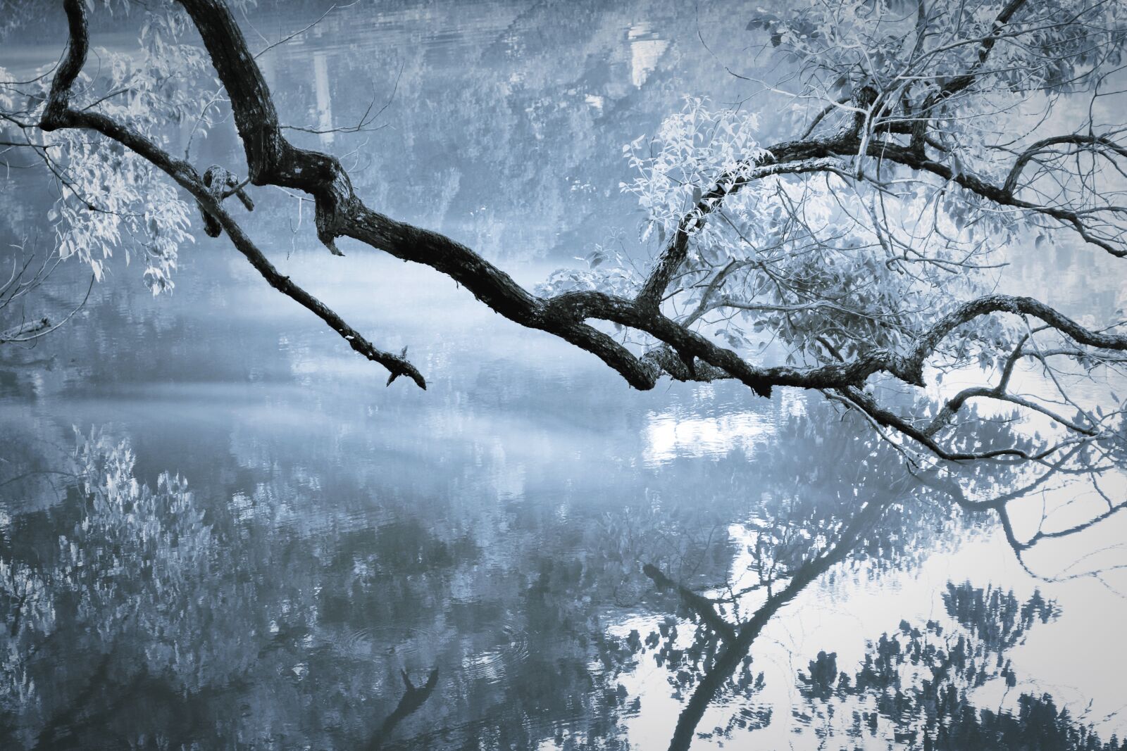 Canon EOS 750D (EOS Rebel T6i / EOS Kiss X8i) sample photo. Withered, the water, reflection photography