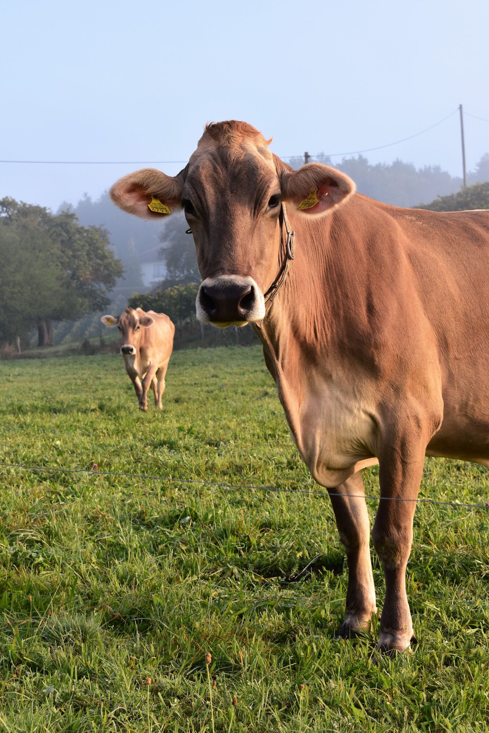 Nikon D5500 sample photo. Cow, meadow, alm photography