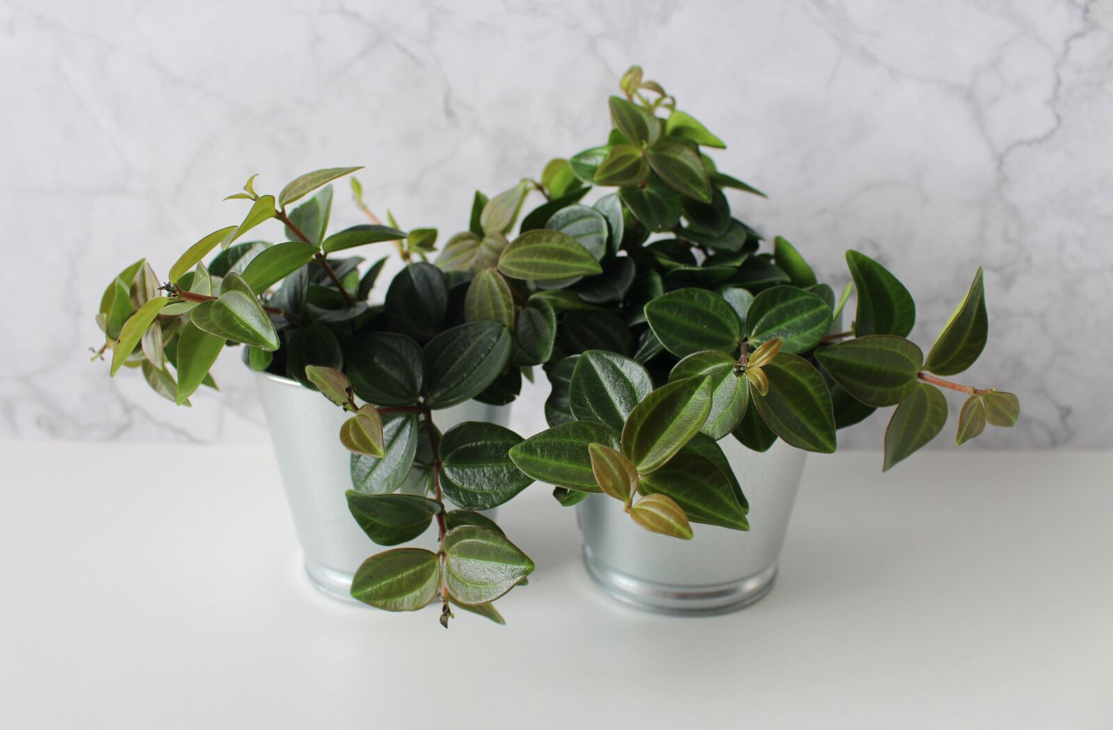 Canon EOS 700D (EOS Rebel T5i / EOS Kiss X7i) sample photo. Plant, green, leaf photography
