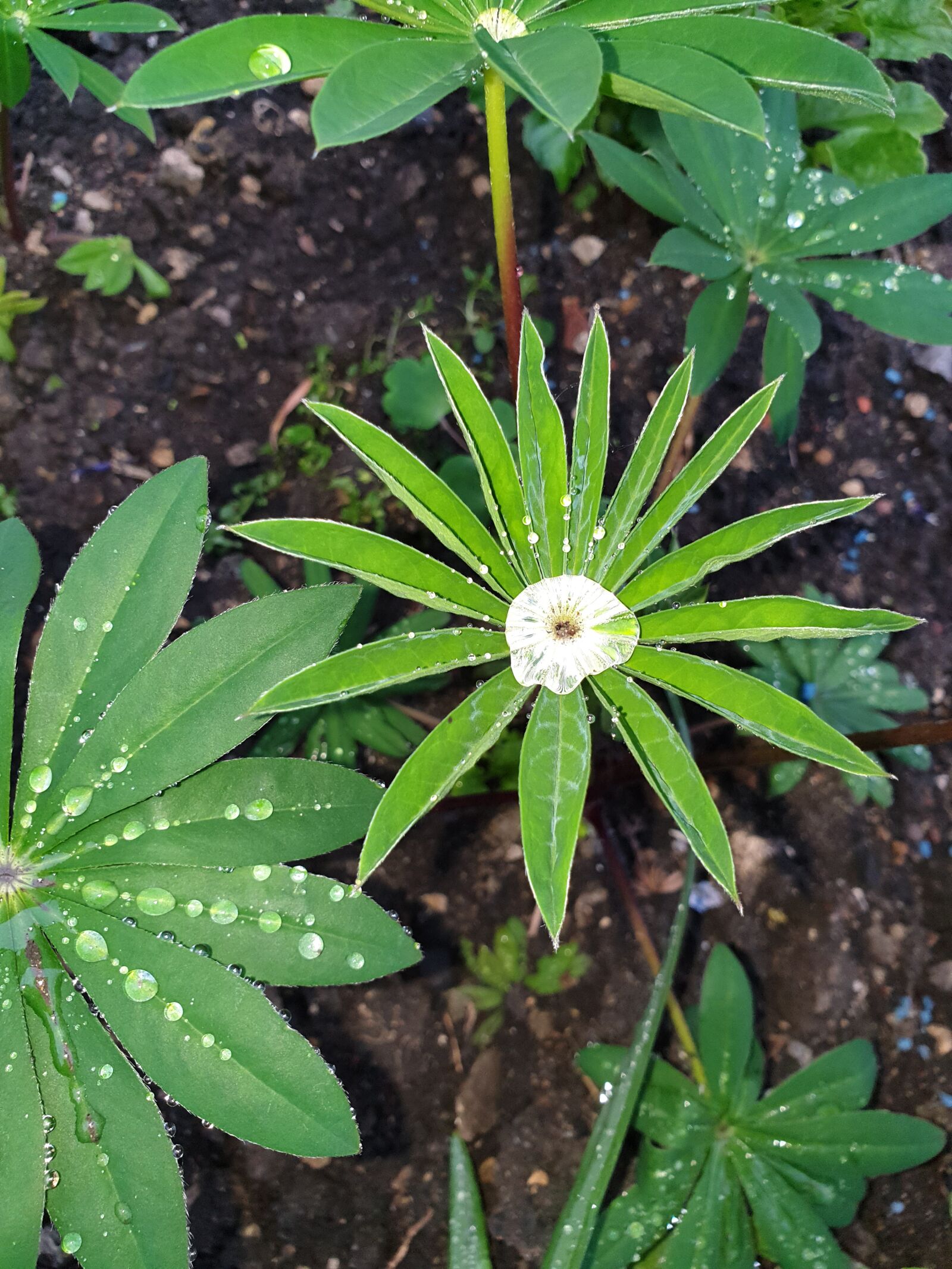 Samsung Galaxy S9 sample photo. Green plant, reflection, rain photography
