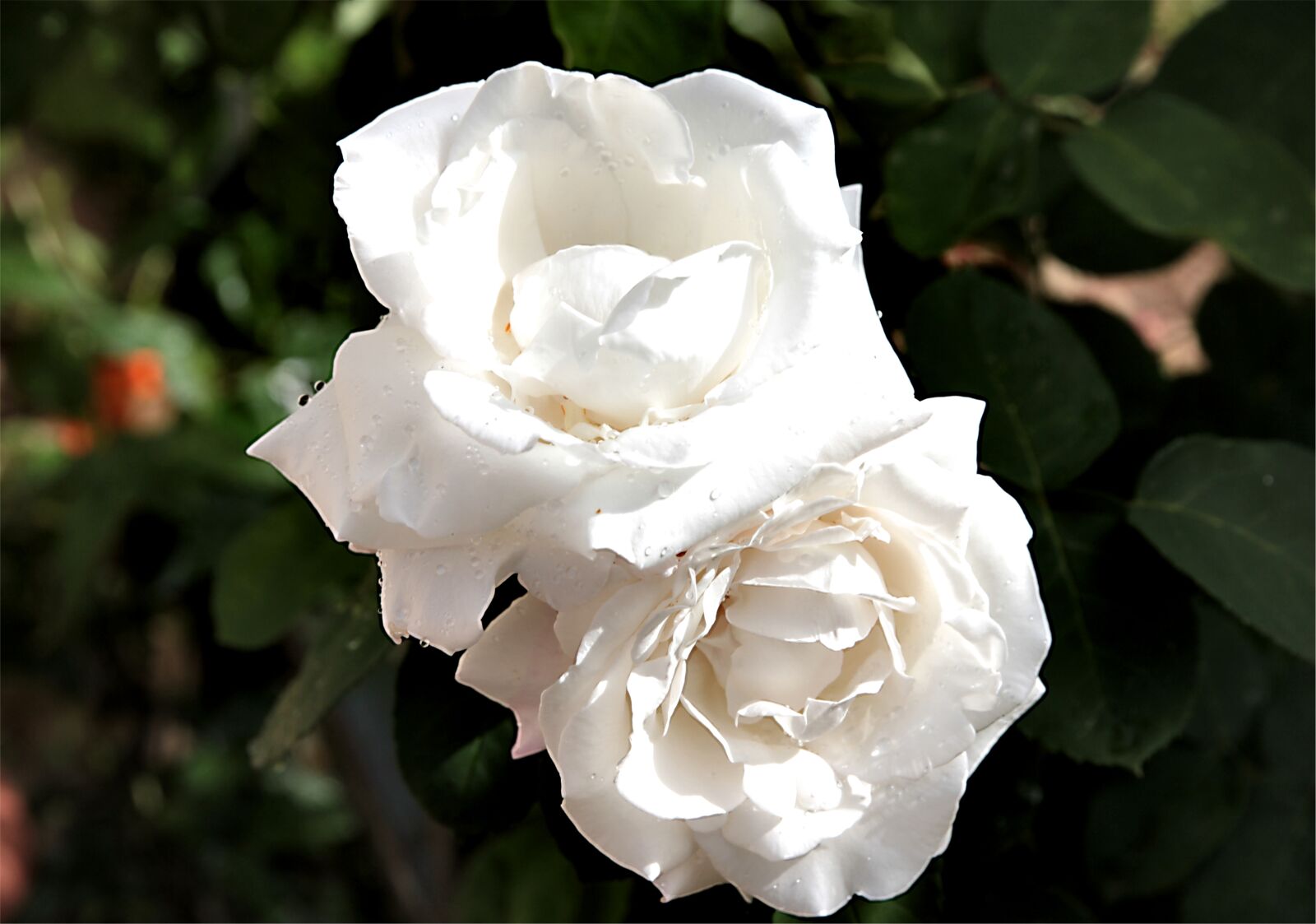 Canon EOS 550D (EOS Rebel T2i / EOS Kiss X4) sample photo. Rose, roses, white rose photography