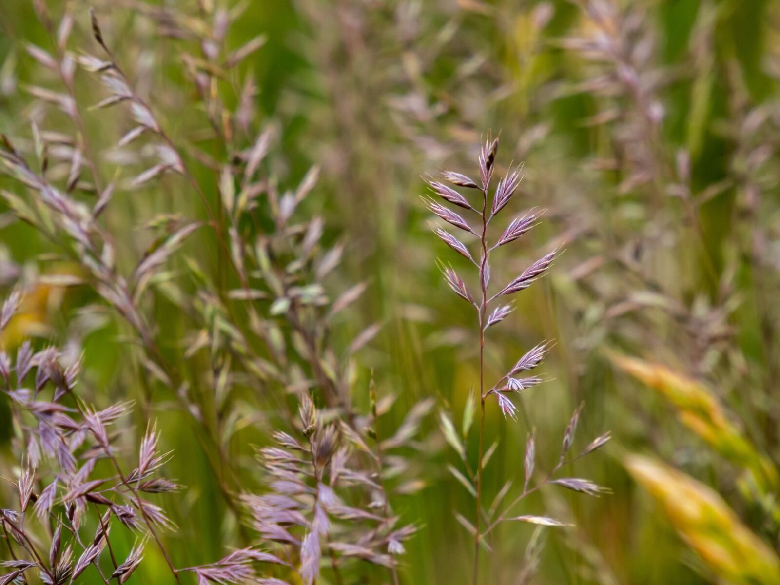 Olympus M.Zuiko Digital ED 12-200mm F3.5-6.3 sample photo. Grass, retail, purple photography