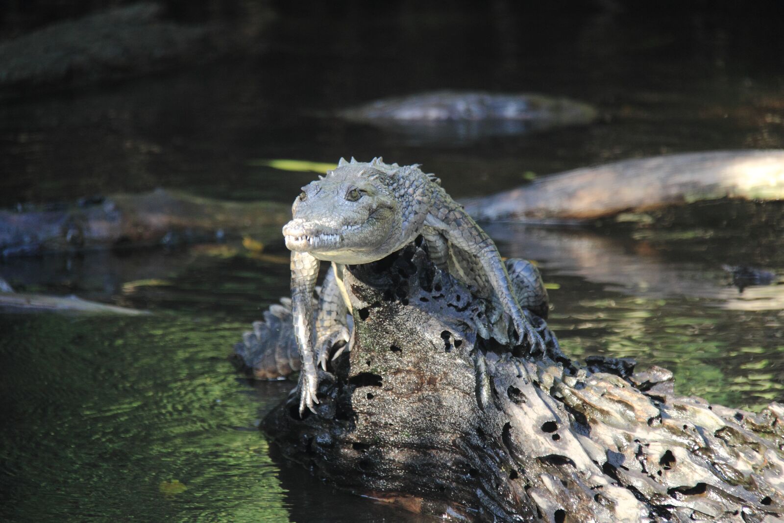 Canon EF-S 18-200mm F3.5-5.6 IS sample photo. Nature, crocodile, animal world photography