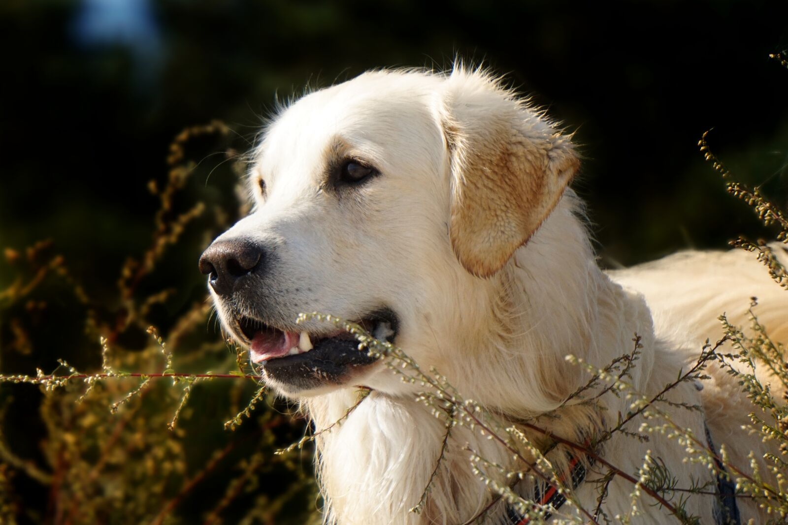 Sony a6000 sample photo. Golden retriever, dog, animal photography
