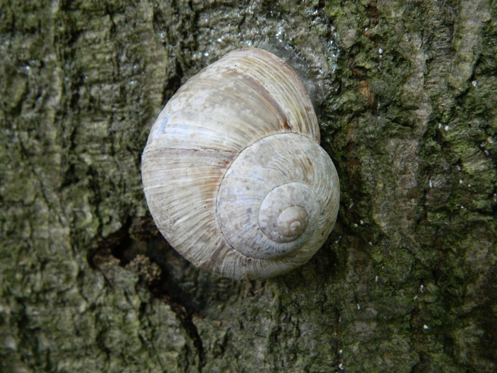 Nikon Coolpix L120 sample photo. Snail, tree, bark photography