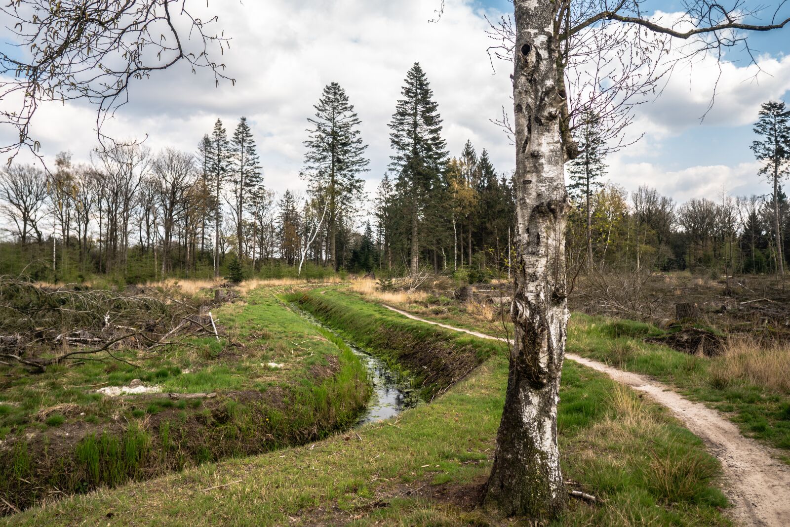 Sony a6300 sample photo. Trees, path, forest photography