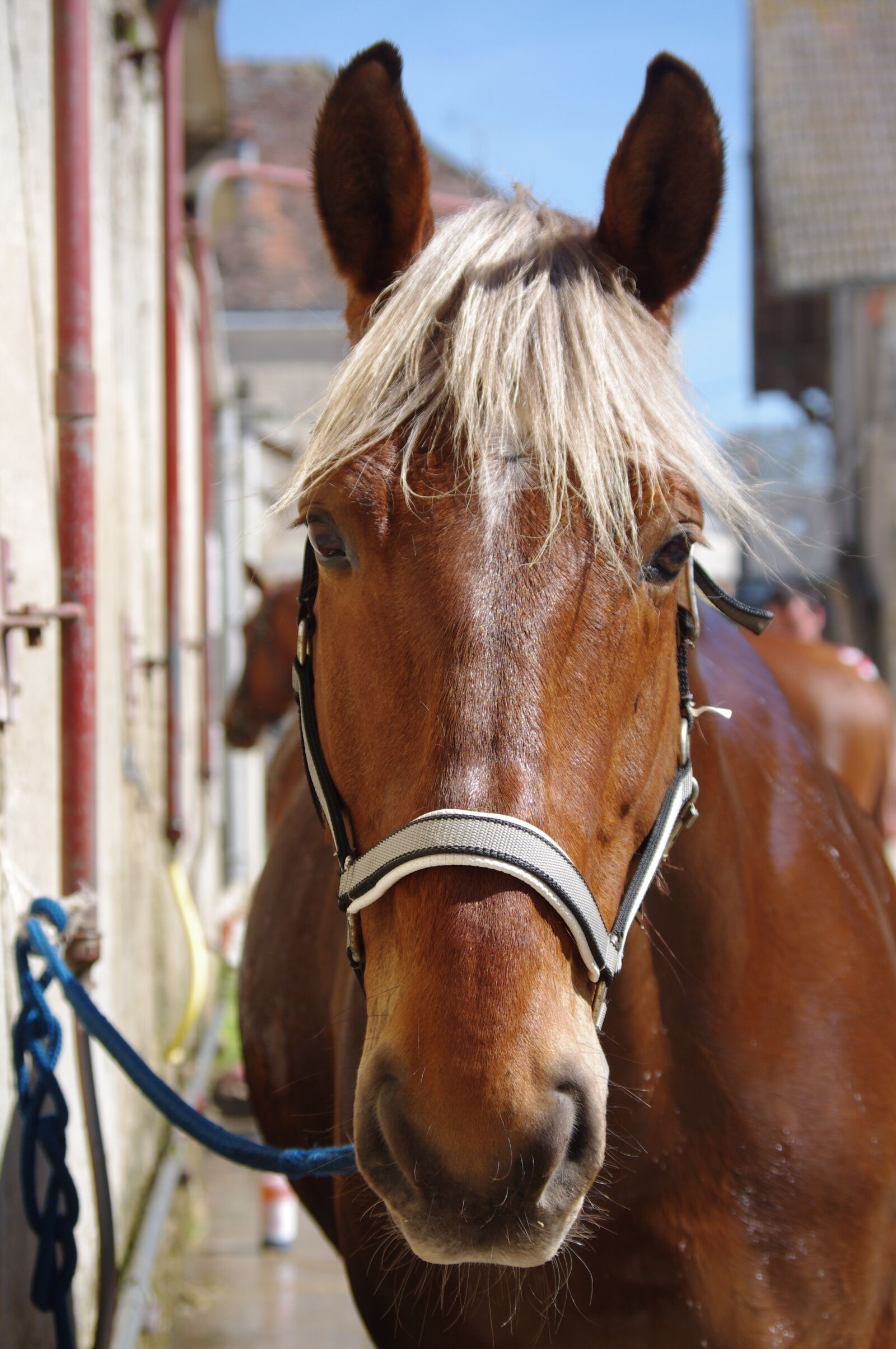 Pentax K-x sample photo. Horse, comtois, shower photography