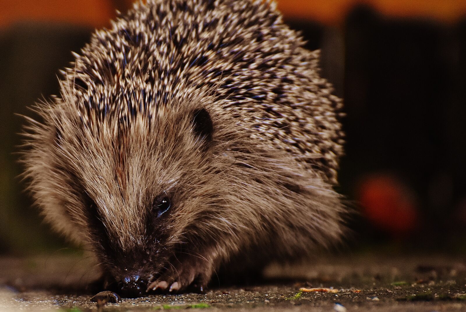 Nikon D7200 sample photo. Hedgehog child, young hedgehog photography