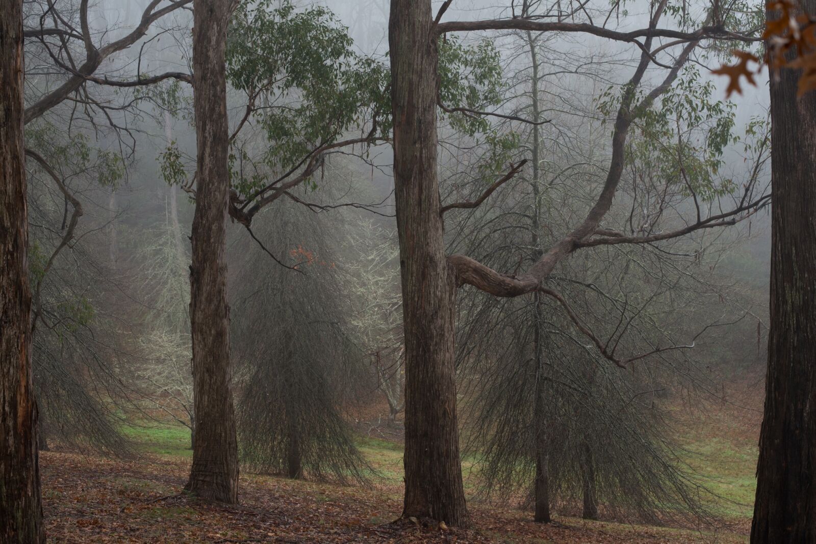 Nikon D800E sample photo. Forest, fog, trees photography
