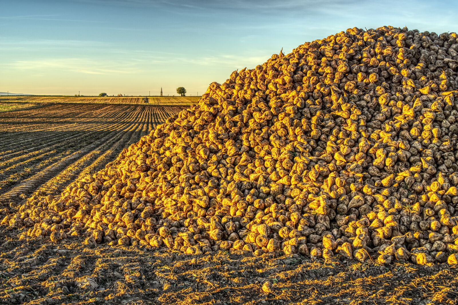 Sony a6000 sample photo. Sugar beet, harvest, harvested photography