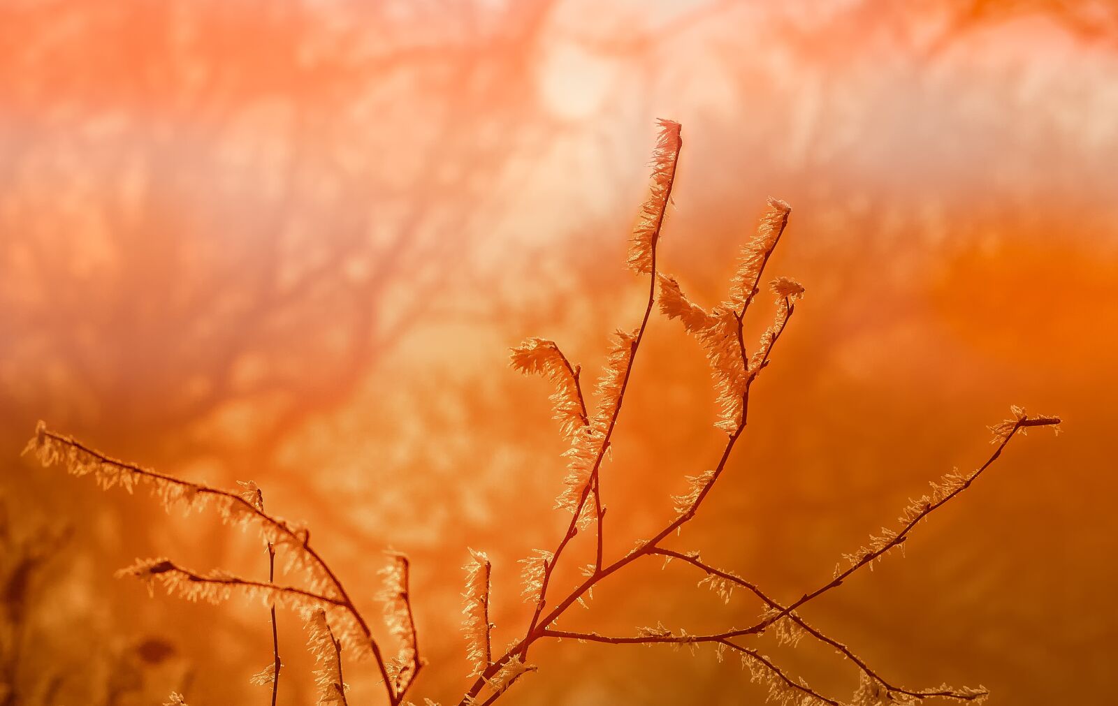 Canon EOS 60D sample photo. Nature, autumn, morning sun photography