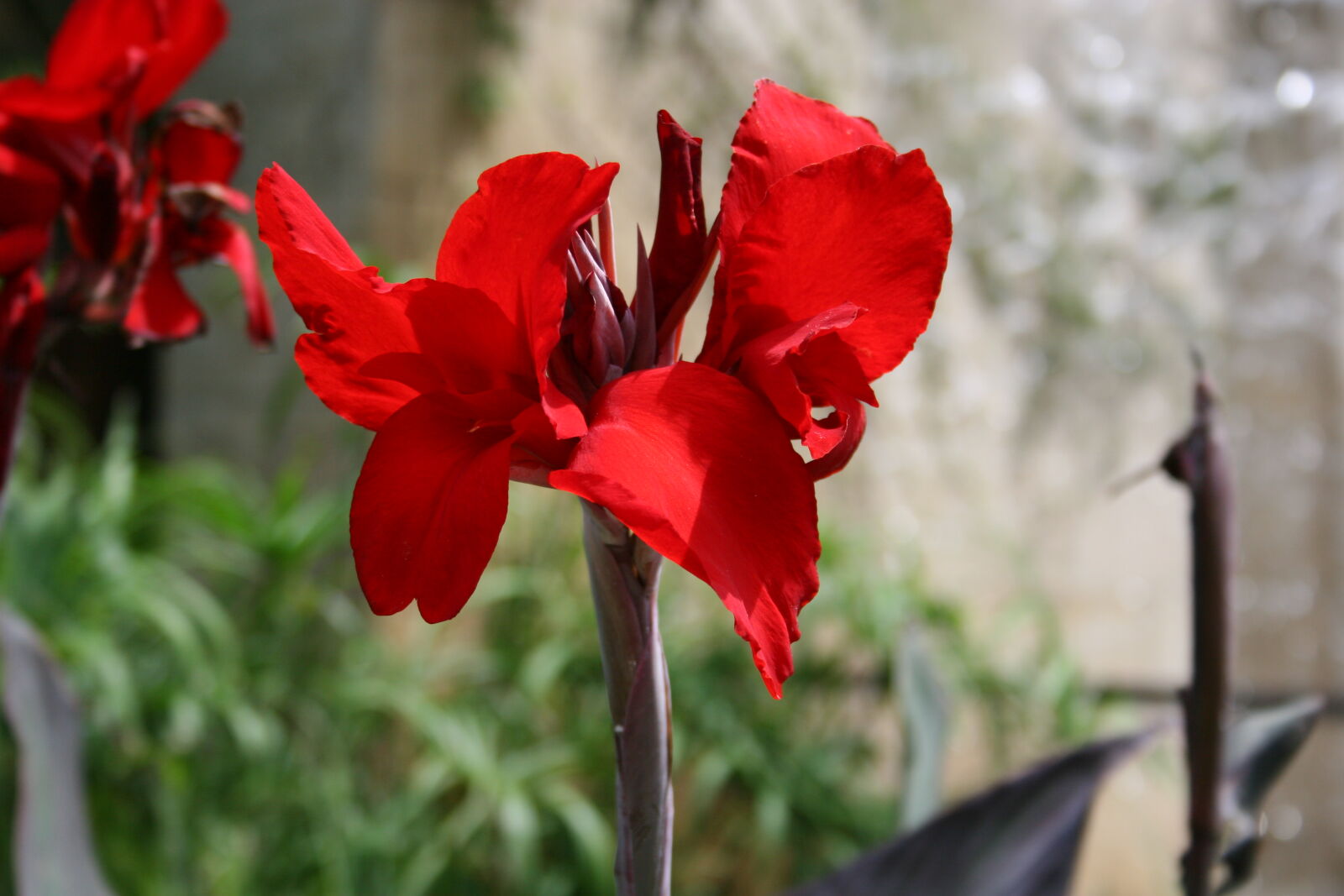 Canon EOS 20D sample photo. Red, flowers photography