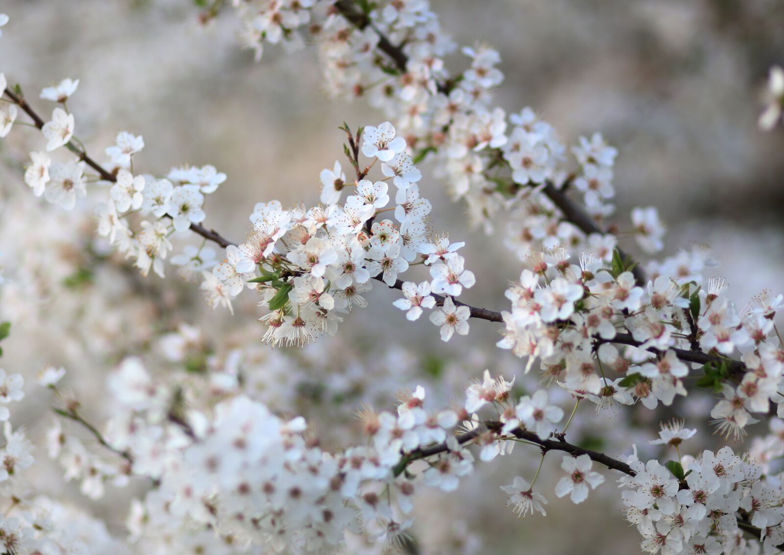 Canon EF 85mm F1.8 USM sample photo. Flowers, white, casey photography
