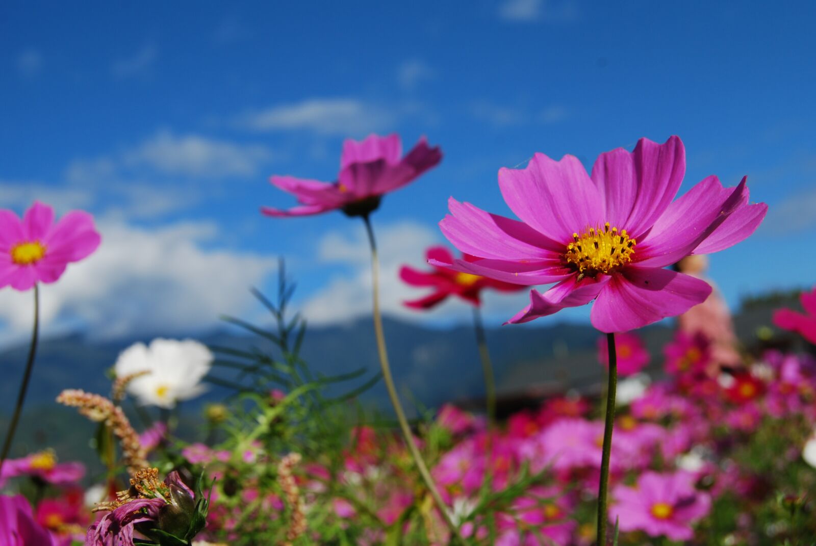 Nikon D40X sample photo. Flower, cosmos, blue sky photography