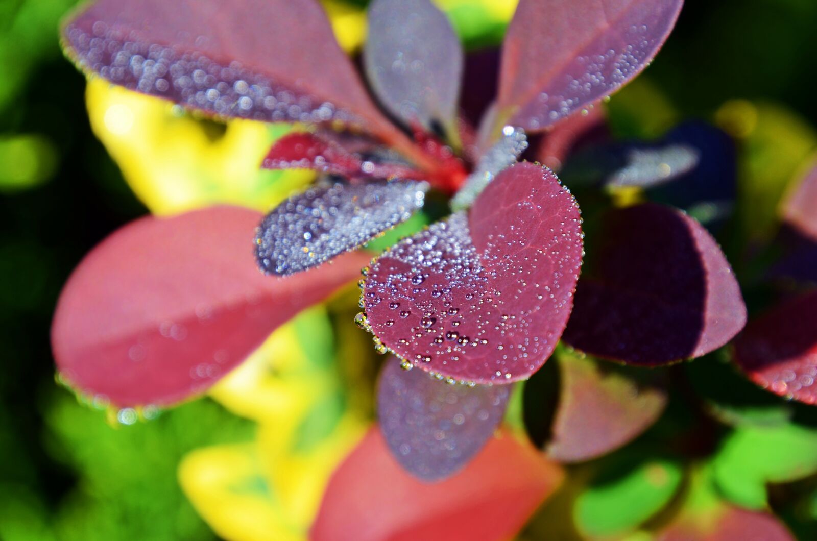 Nikon D7000 sample photo. Barberry, dew, drop photography