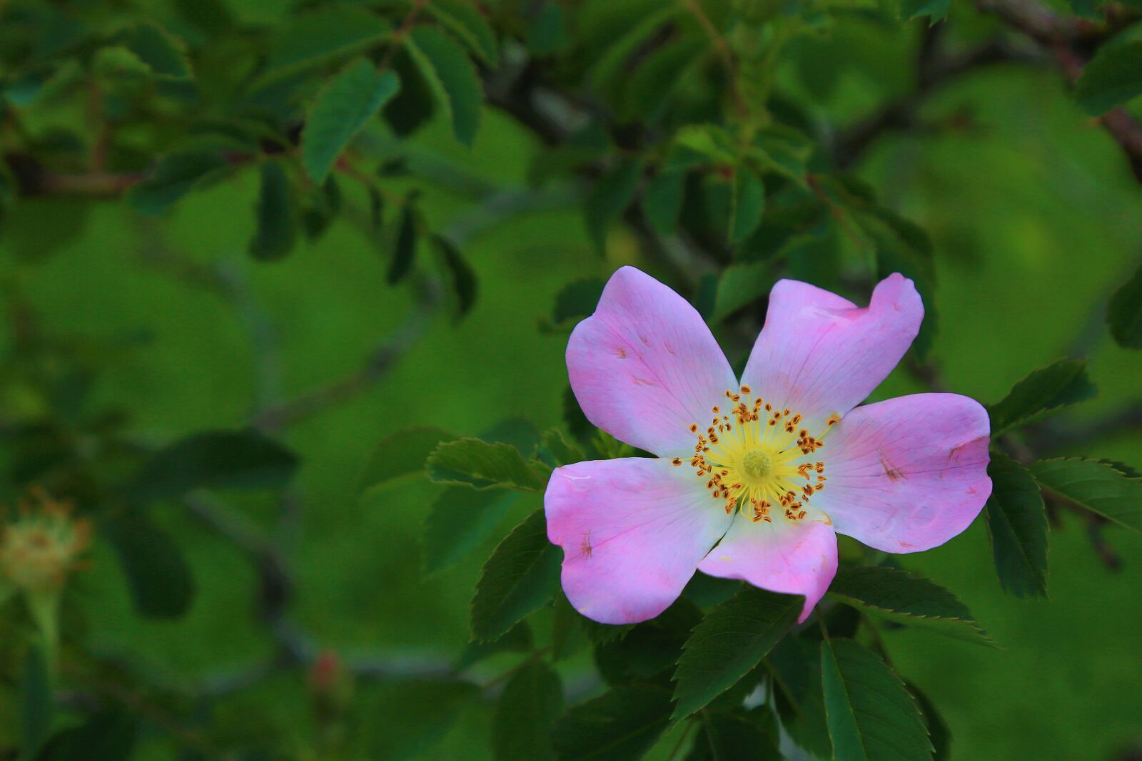 Canon EOS 5D Mark III sample photo. Flower, spring, nature photography