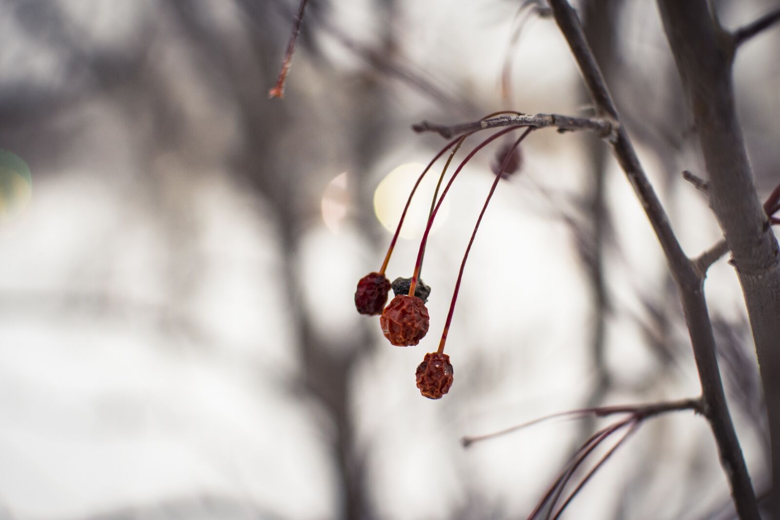Nikon D5300 sample photo. Snow, winter, plants photography