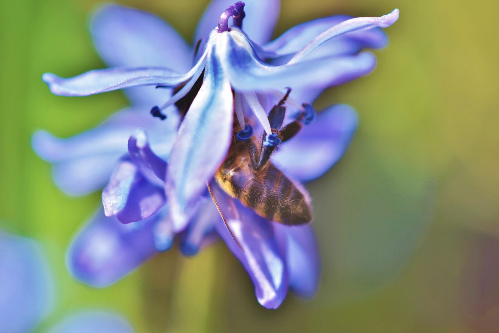 Nikon D7200 sample photo. Bee, honey bee, flower photography