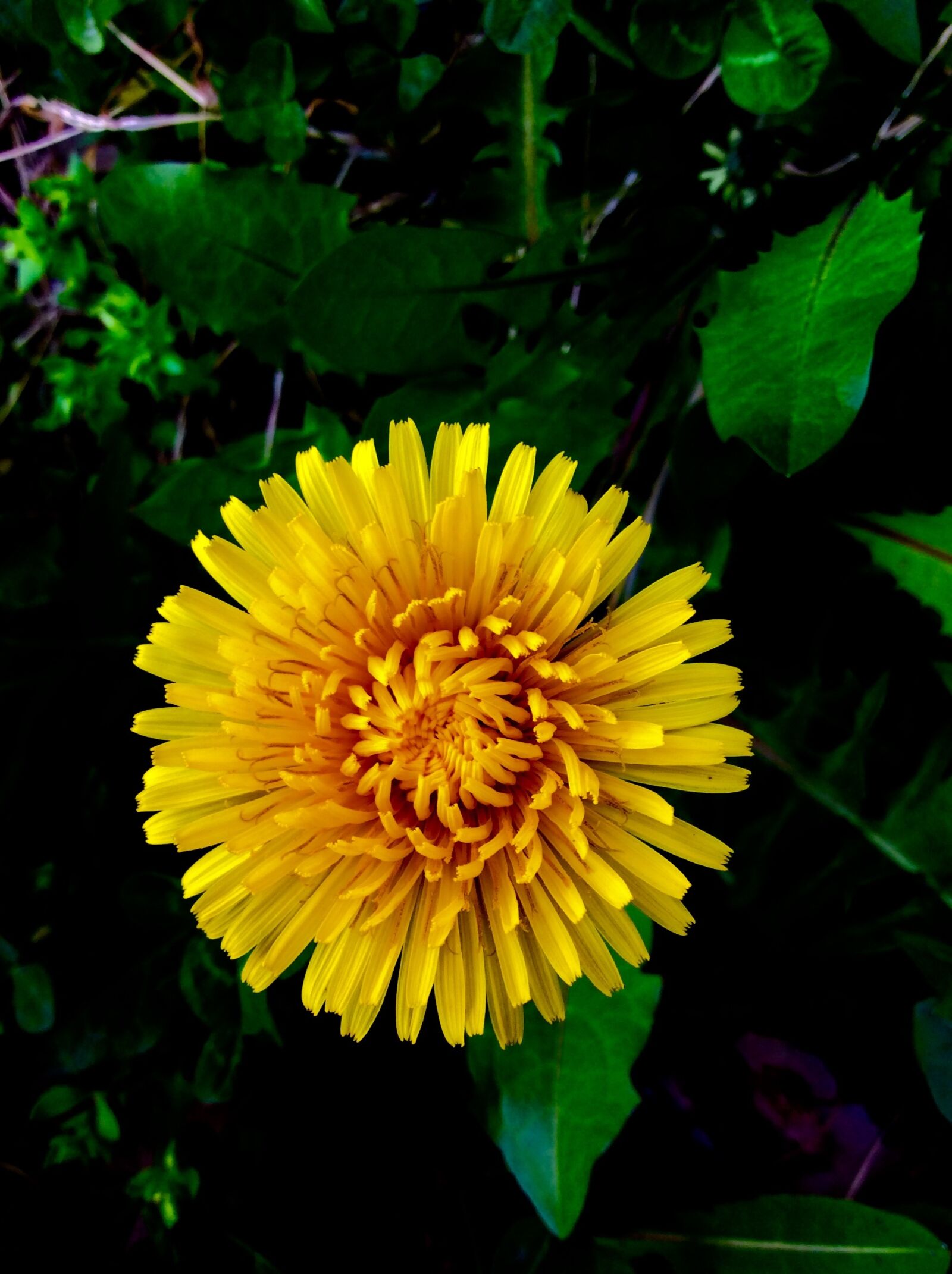 iPad mini 2 back camera 3.3mm f/2.4 sample photo. Flower, yellow, dandelion photography