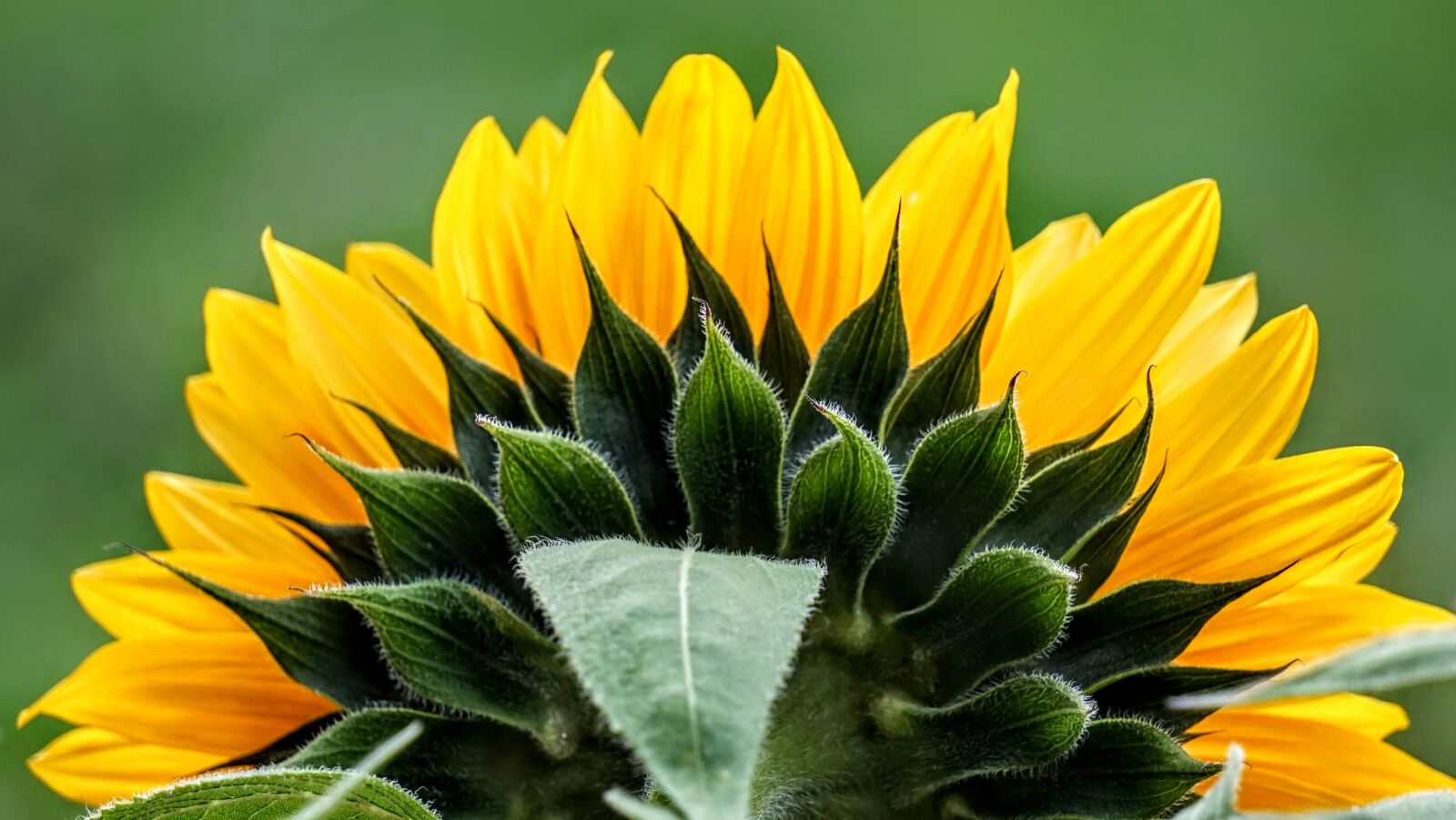 Sony a7 sample photo. Sunflower, nature, yellow photography