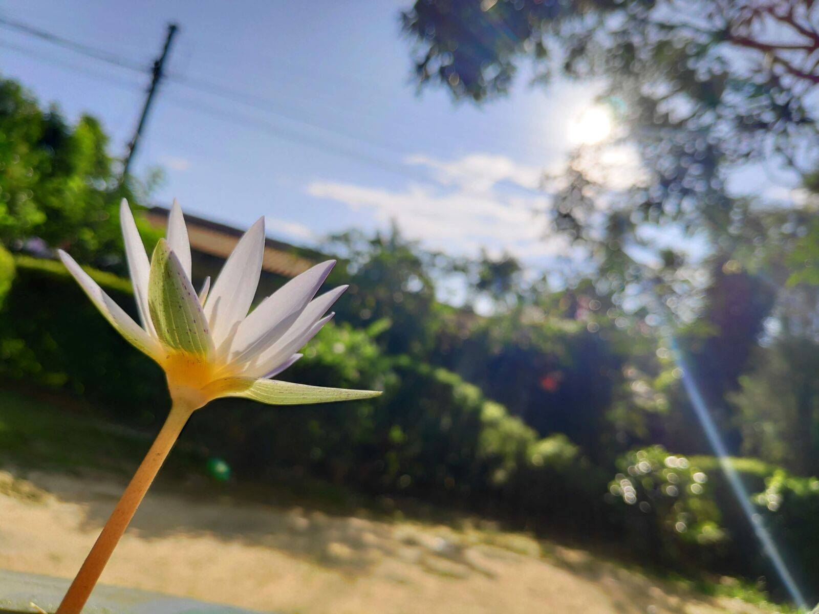 Xiaomi POCO F1 sample photo. Flower, nature, green photography