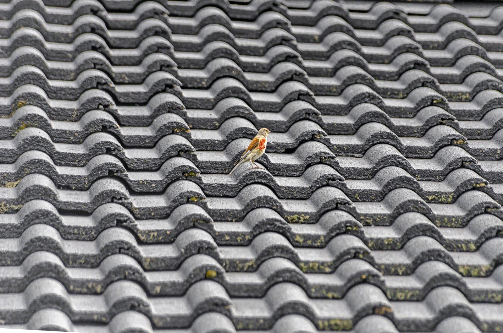 Nikon D7000 sample photo. Roofing, roof, tile photography