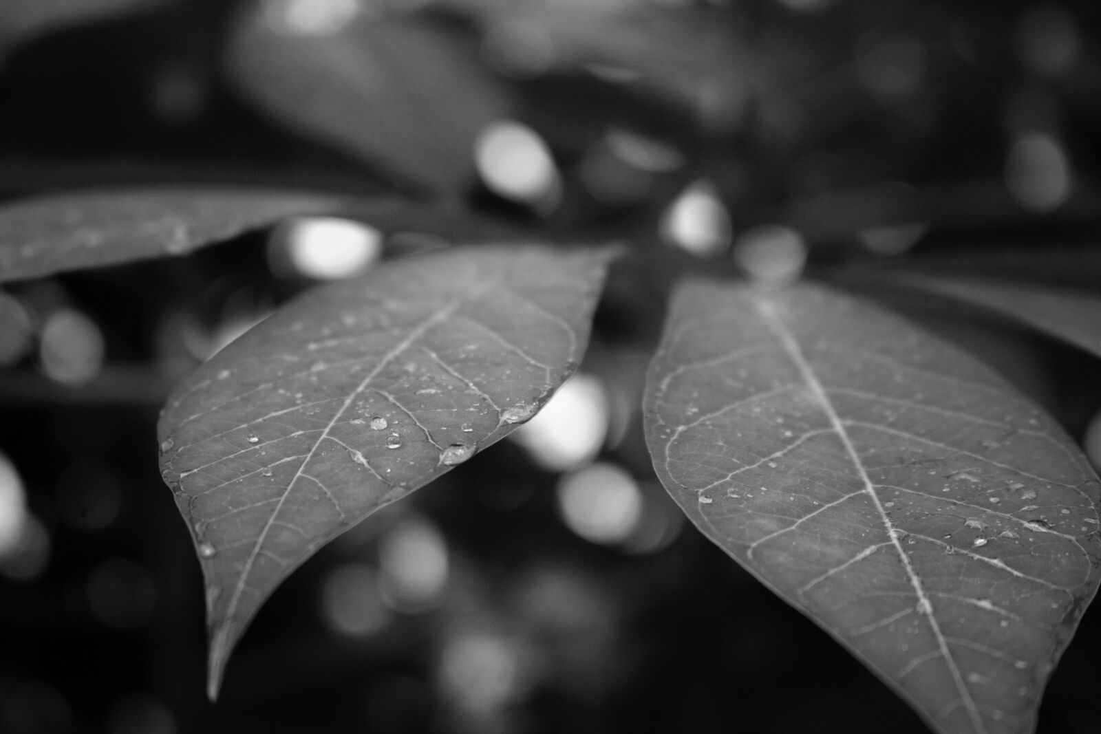 Canon EOS 700D (EOS Rebel T5i / EOS Kiss X7i) sample photo. The leaves, come, page photography