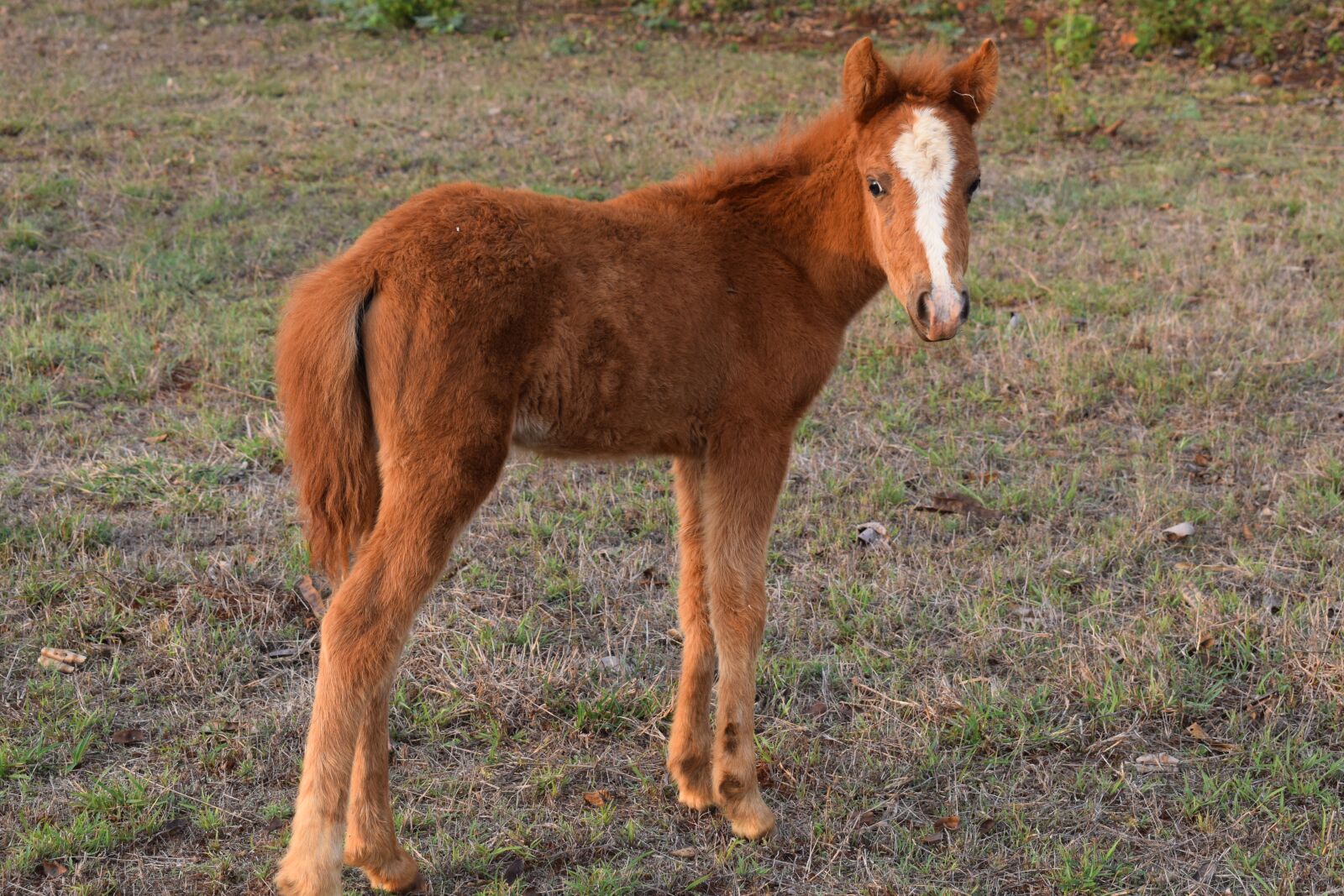 Nikon D5300 sample photo. Mini horse, animal, baby photography