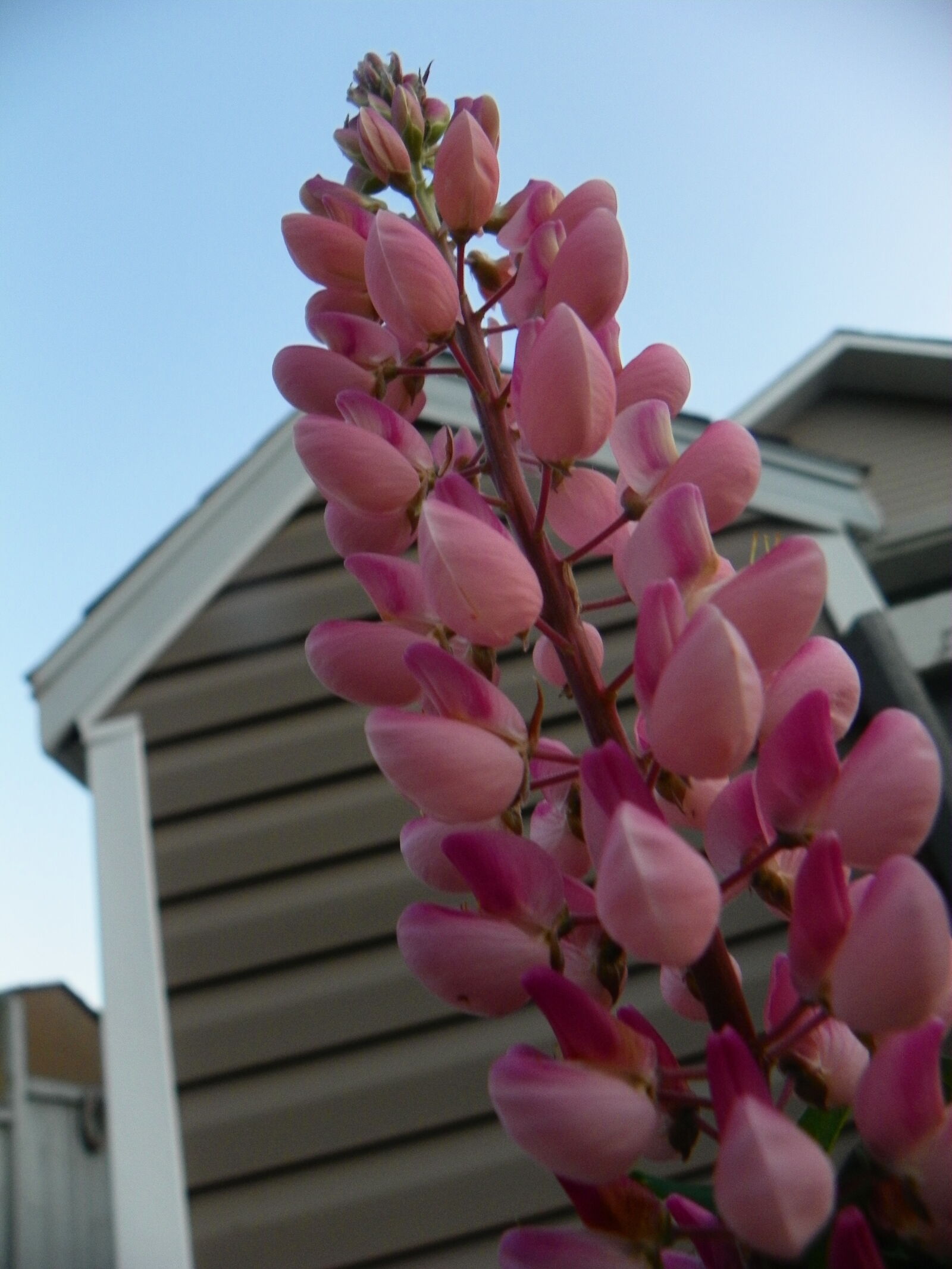 Kodak EasyShare Z981 sample photo